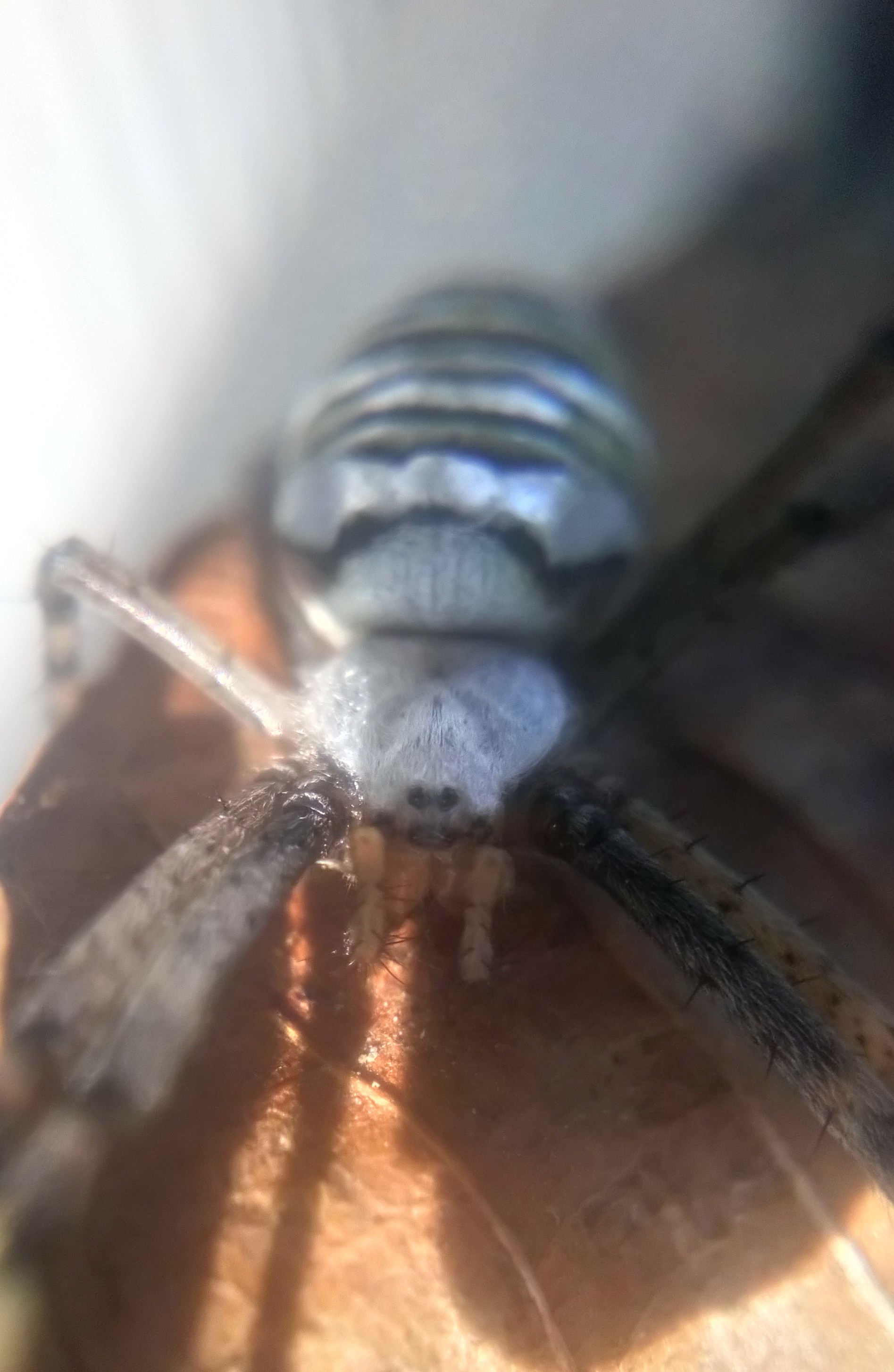 Argiope bruennichi - My, Spider, Argiope Brunnich, Mat, Longpost