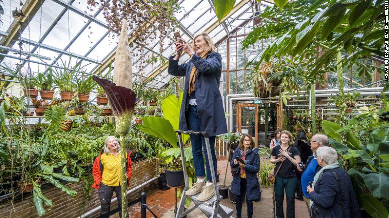 'Phallus flower' blooms for the first time in 24 years in the Netherlands - Flowers, Penis, Plants, Botanical Garden, Leiden, Netherlands (Holland), Bloom, Rare view, Europe, Exotic plants, Joy, Positive, The national geographic, Video, Longpost