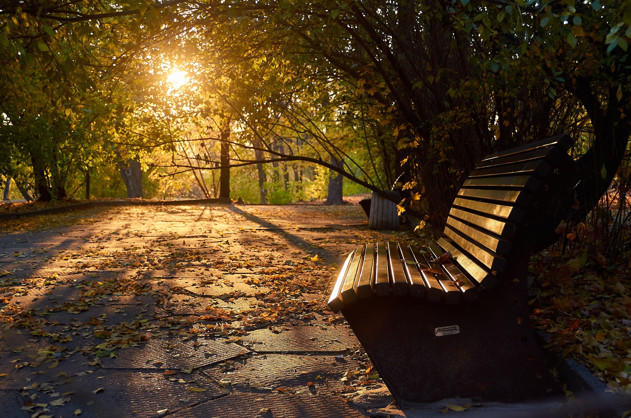 Morning in the park - My, Morning, Nature, The park, beauty, The photo