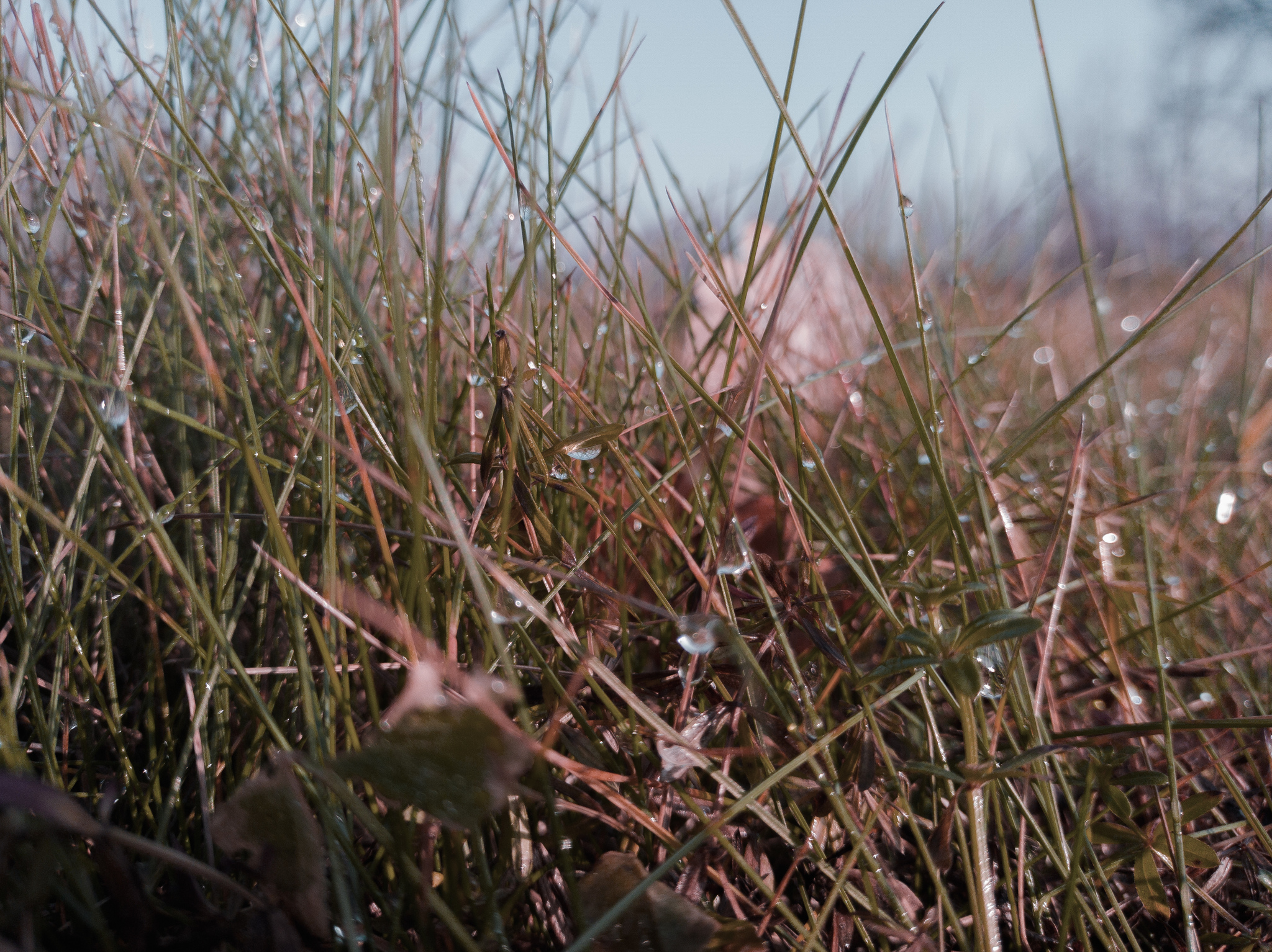 Autumn Morning - My, Mobile photography, Autumn, Dew, Vivo, Kaluga