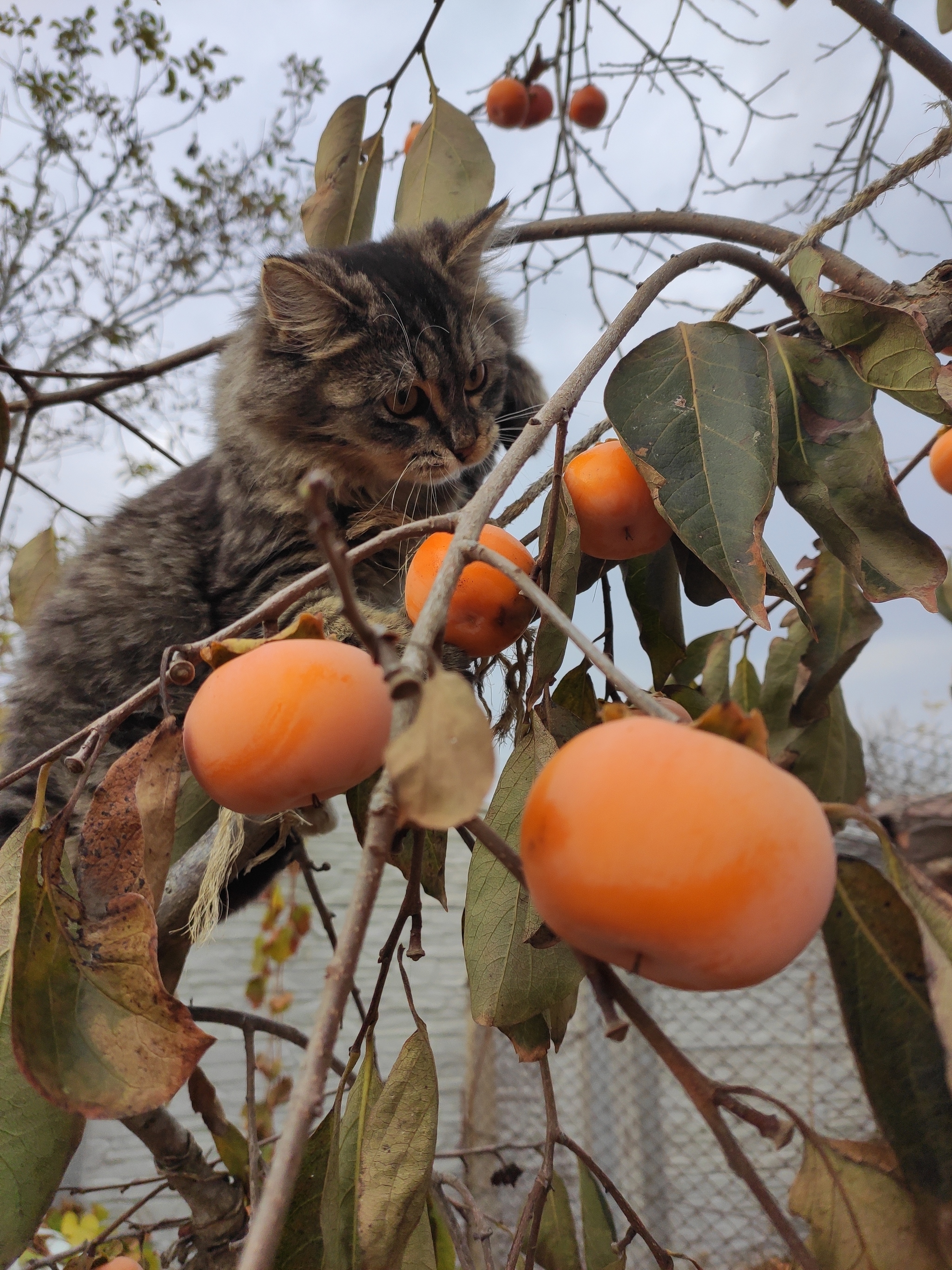 Persimmon - My, cat, Kittens, Persimmon