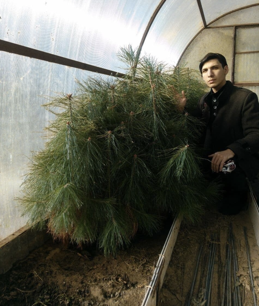 A student from Kazan grows tree seedlings in a greenhouse - Ecology, Nature, Forest, Tree, Tatarstan, Kazan, Longpost