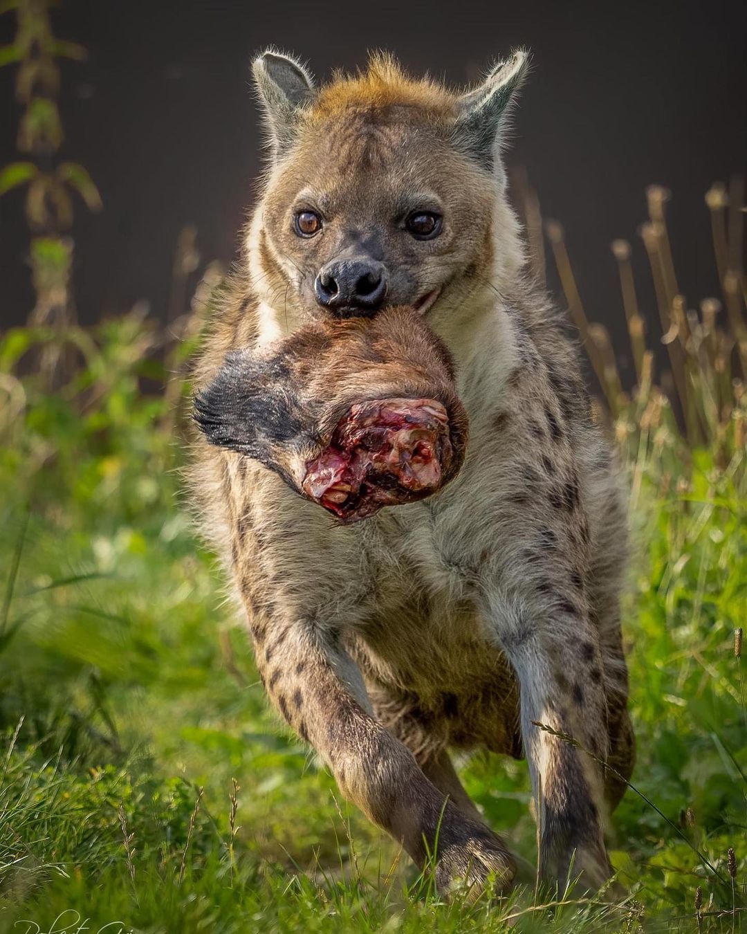 Yum - Hyena, Predatory animals, Wild animals, Africa, The photo, Mining, Spotted Hyena