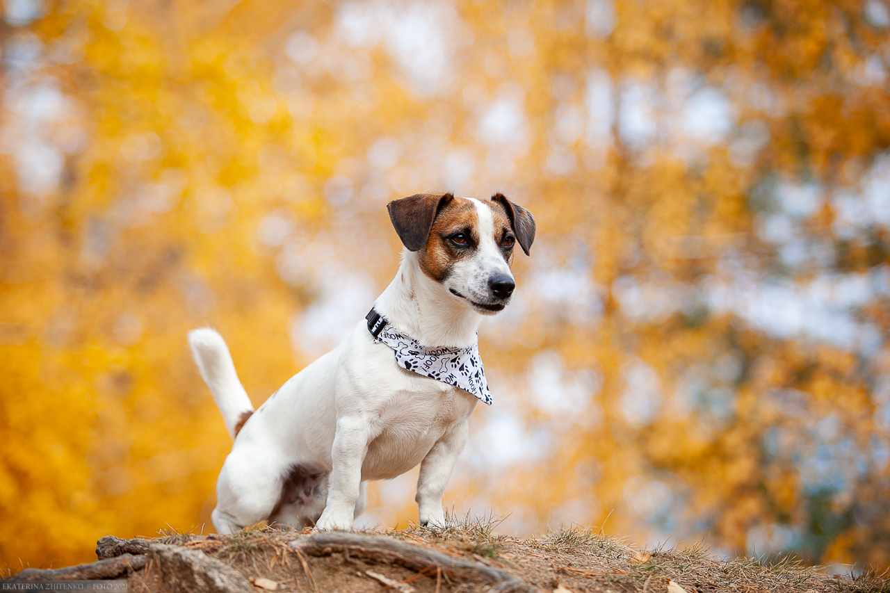 Earn Baddy Best - My, Dog, Pets, Jack Russell Terrier, Longpost