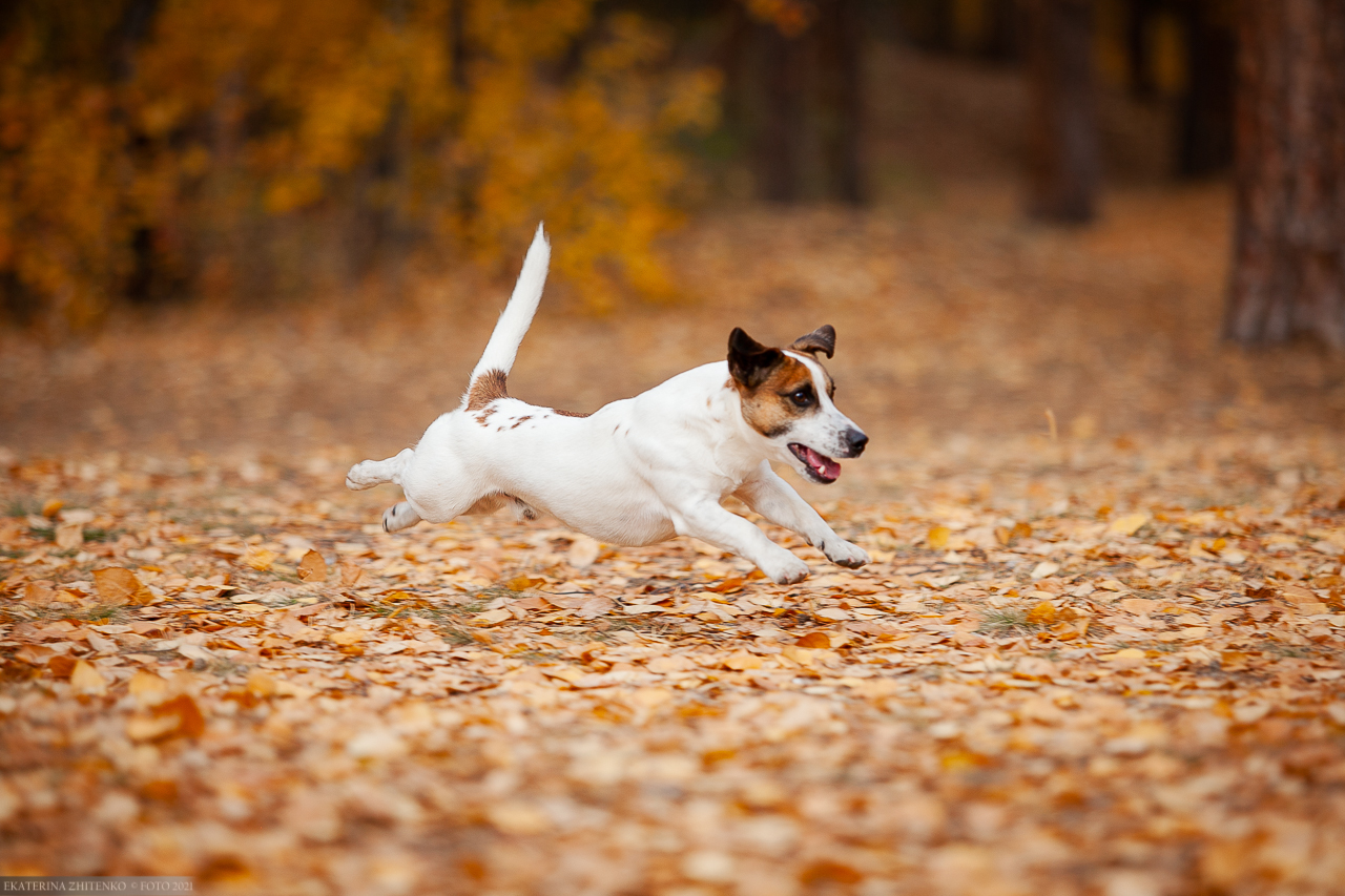 Earn Baddy Best - My, Dog, Pets, Jack Russell Terrier, Longpost