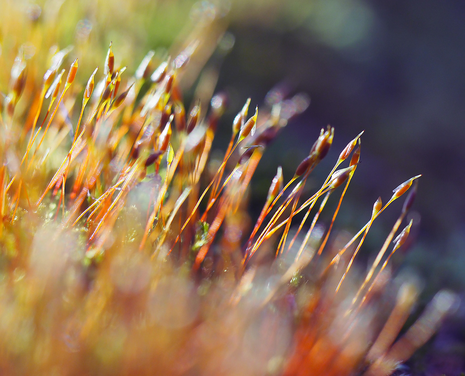 Moss - My, The photo, Macro photography, Moss, Olympus OMD em-10 Mark II, Longpost