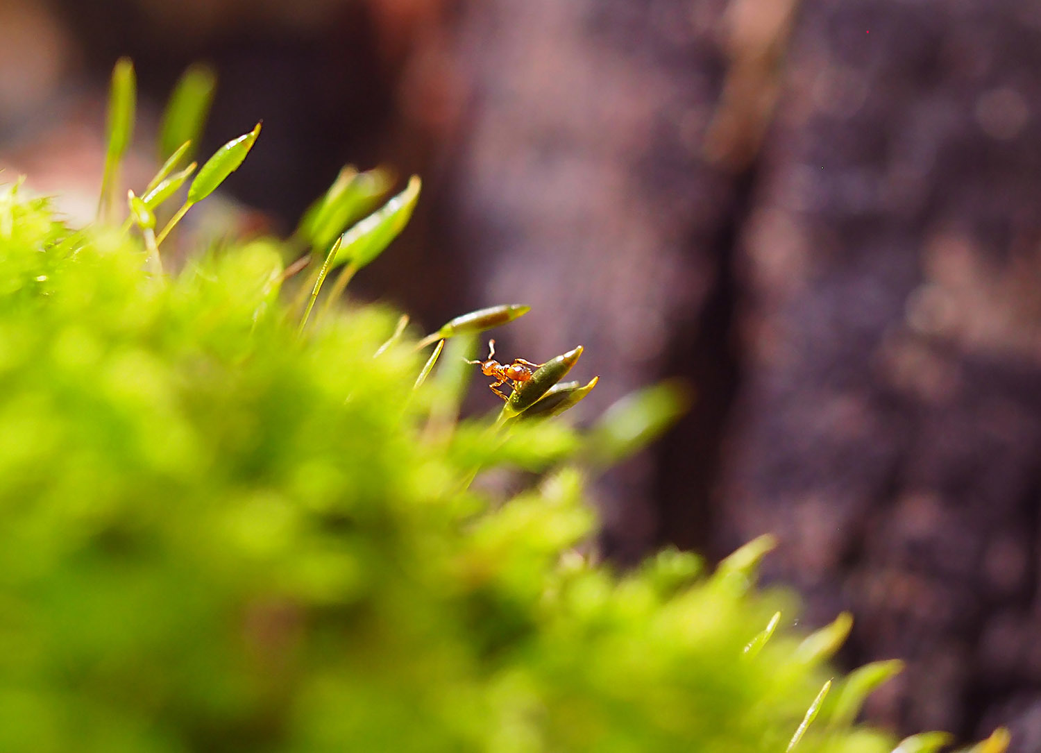 Moss - My, The photo, Macro photography, Moss, Olympus OMD em-10 Mark II, Longpost