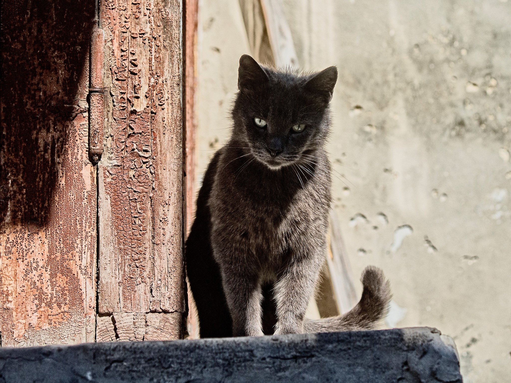 Shadows - My, Crimea, Evpatoria, Street photography, cat