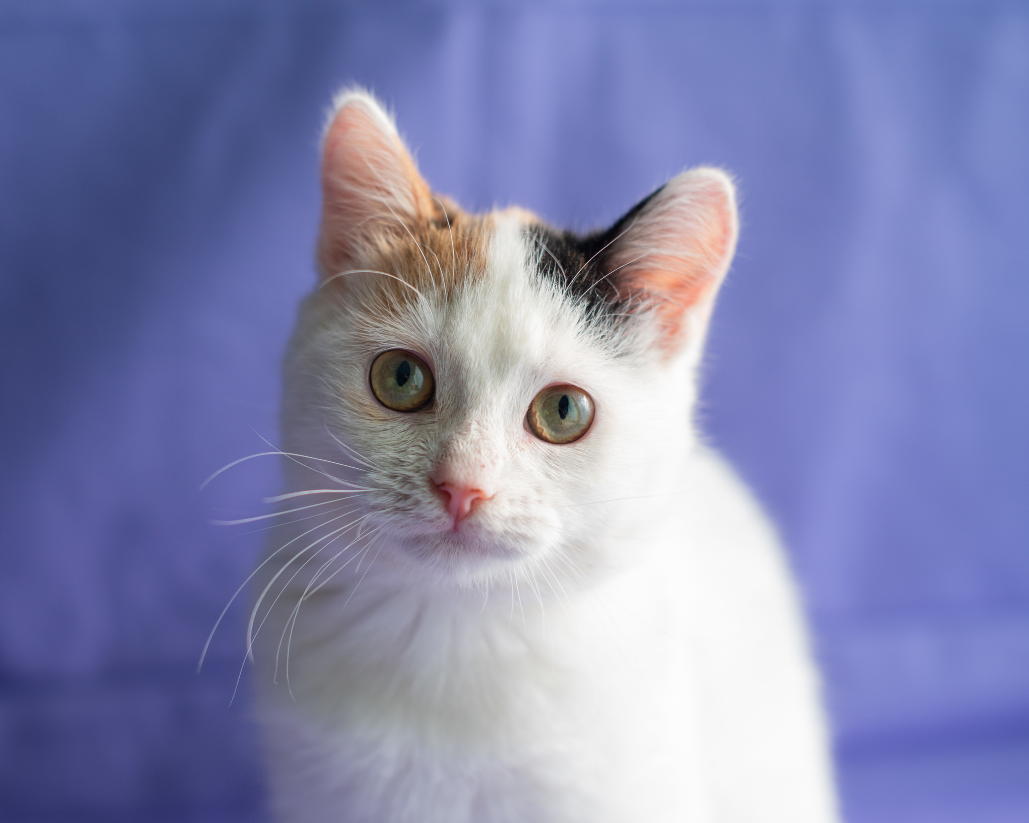 Modesta's special kitty is looking for a home! - My, Moscow, No rating, cat, Pets, Animal shelter, Moscow region, Longpost, In good hands, Kittens, Tricolor cat