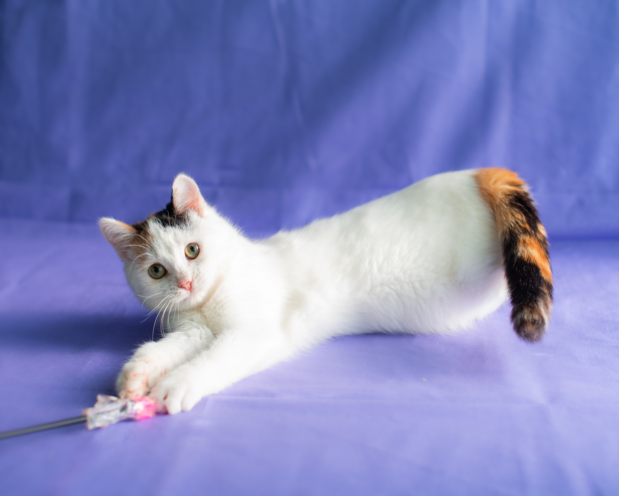 Modesta's special kitty is looking for a home! - My, Moscow, No rating, cat, Pets, Animal shelter, Moscow region, Longpost, In good hands, Kittens, Tricolor cat