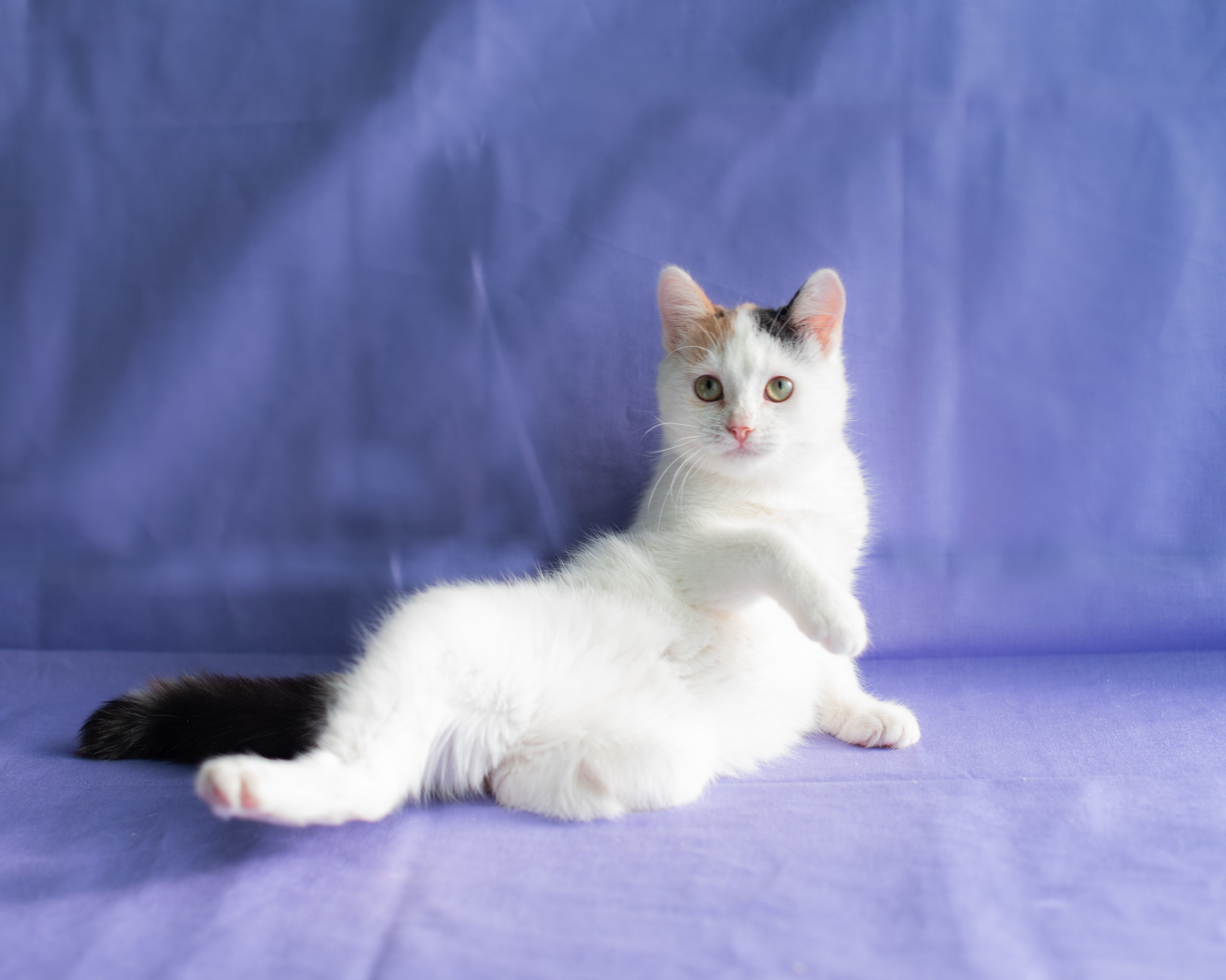 Modesta's special kitty is looking for a home! - My, Moscow, No rating, cat, Pets, Animal shelter, Moscow region, Longpost, In good hands, Kittens, Tricolor cat