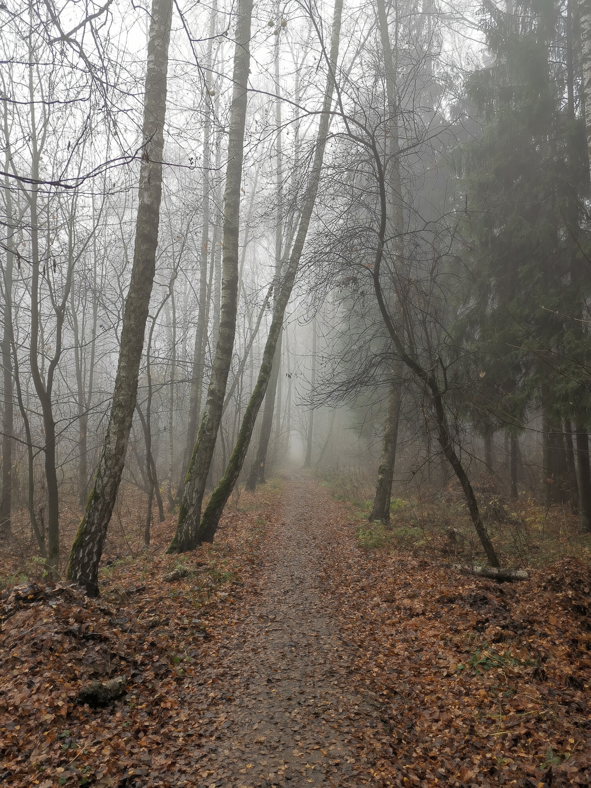 Foggy morning today - My, Forest, Fog, Atmospheric, Autumn, Mobile photography, The photo, Walk, Walk in the woods, Rubber duck, Longpost