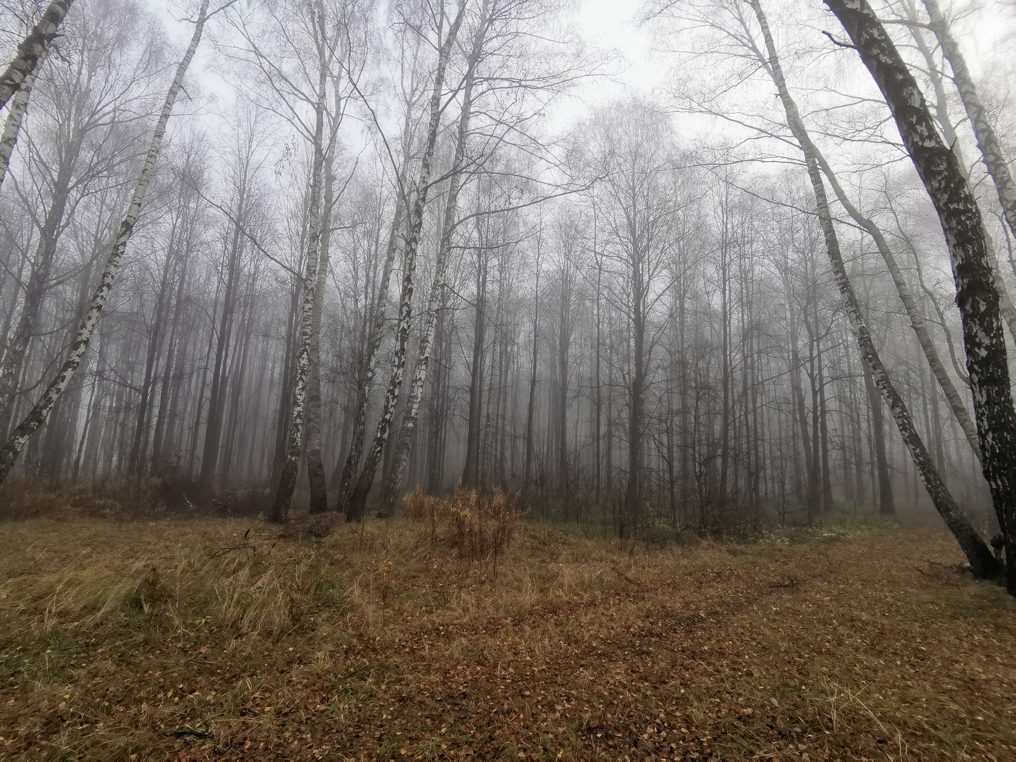 Foggy morning today - My, Forest, Fog, Atmospheric, Autumn, Mobile photography, The photo, Walk, Walk in the woods, Rubber duck, Longpost