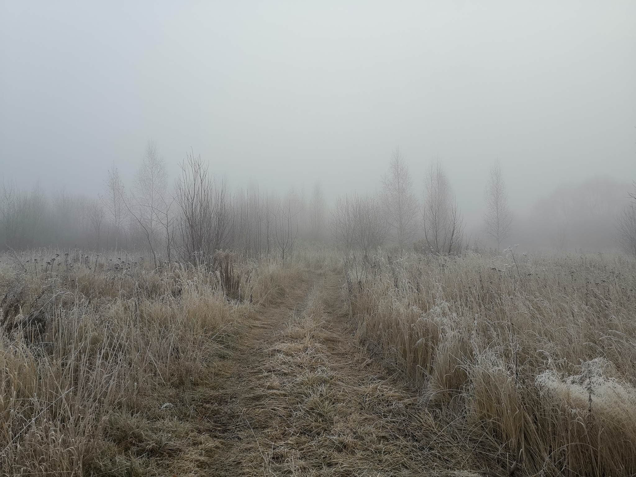 Foggy morning today - My, Forest, Fog, Atmospheric, Autumn, Mobile photography, The photo, Walk, Walk in the woods, Rubber duck, Longpost