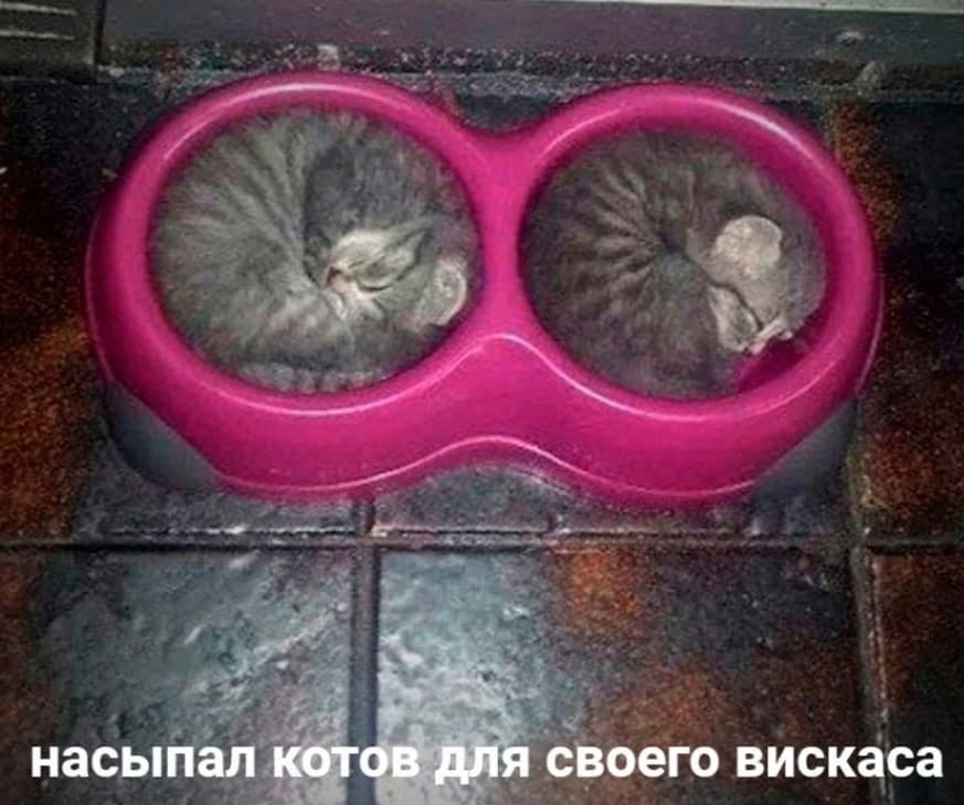 Синхронизация - Юмор, Мемы, Кот, Котята, Повтор