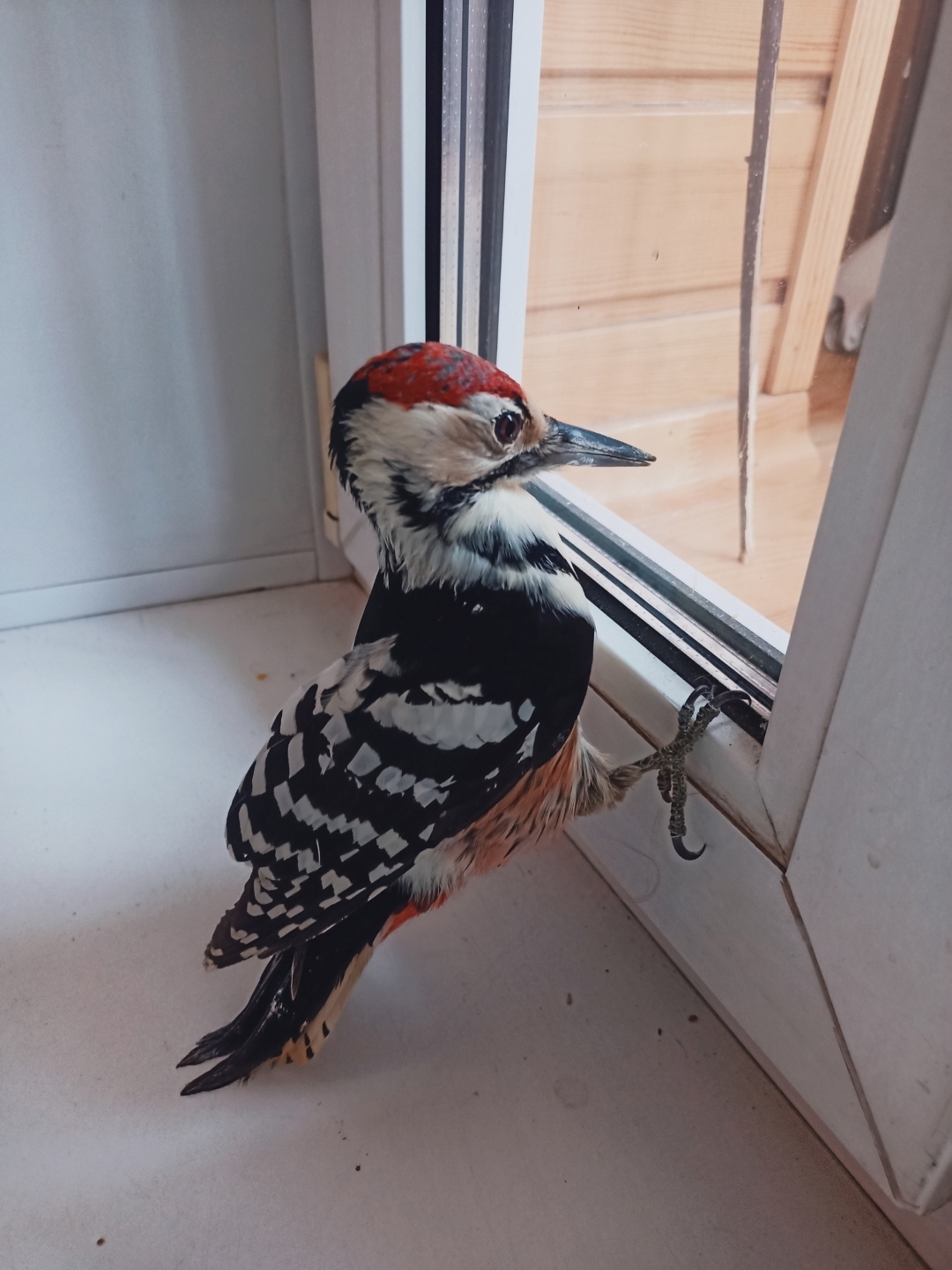 Novosibirsk wreck looking for a home - My, No rating, White-backed woodpecker, Longpost, In good hands, Birds