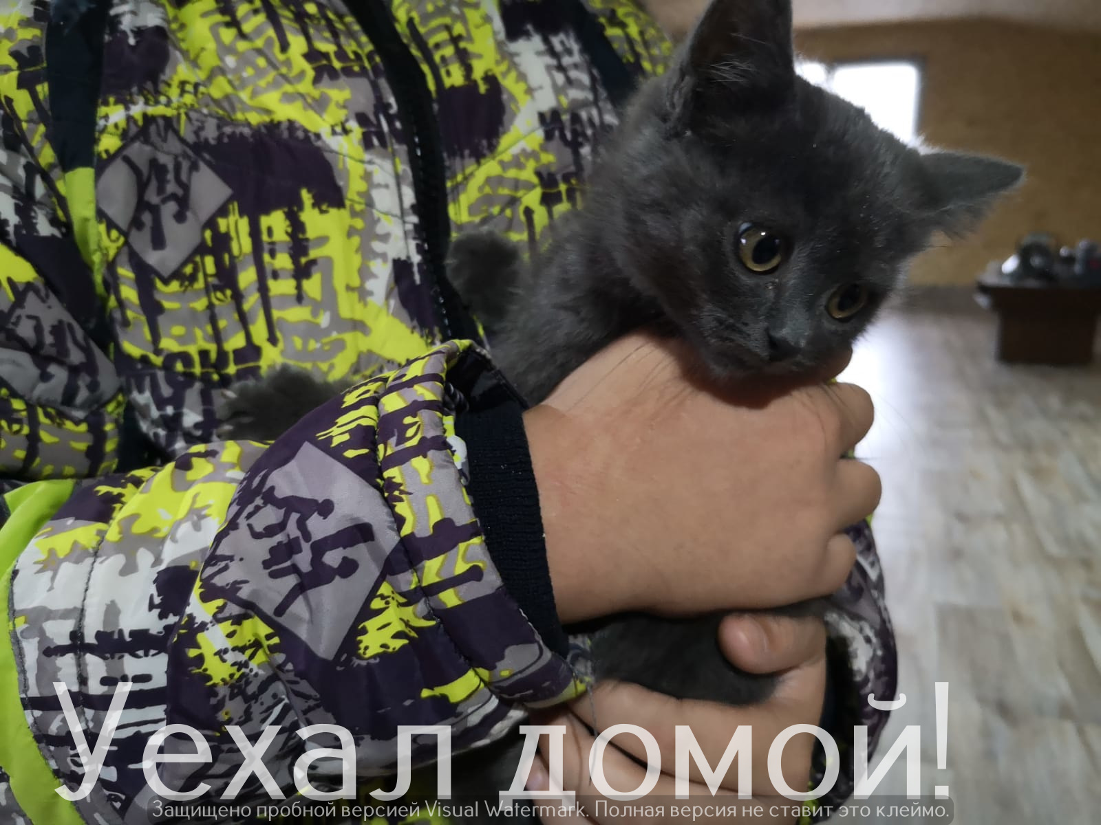 Life at the Kotoland Home Shelter 308 - My, cat, Shelter, Lipetsk, Shelter Cotoland, Kindness, Help, Longpost, In good hands