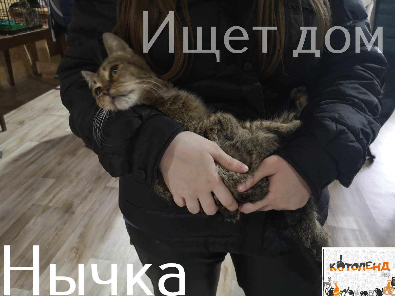 Life at the Kotoland Home Shelter 308 - My, cat, Shelter, Lipetsk, Shelter Cotoland, Kindness, Help, Longpost, In good hands