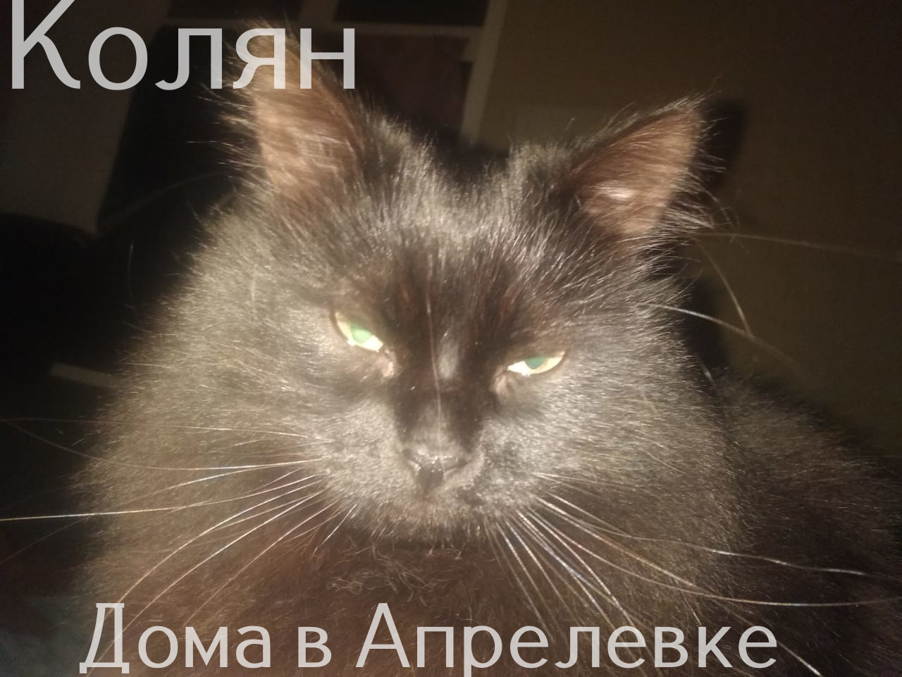 Life at the Kotoland Home Shelter 308 - My, cat, Shelter, Lipetsk, Shelter Cotoland, Kindness, Help, Longpost, In good hands