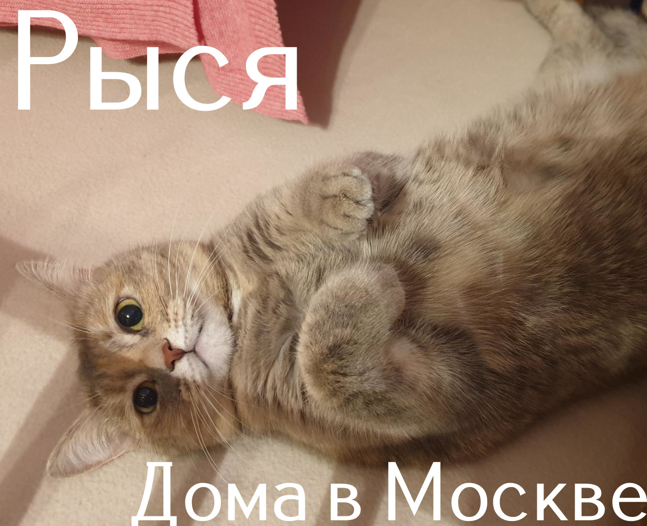 Life at the Kotoland Home Shelter 308 - My, cat, Shelter, Lipetsk, Shelter Cotoland, Kindness, Help, Longpost, In good hands