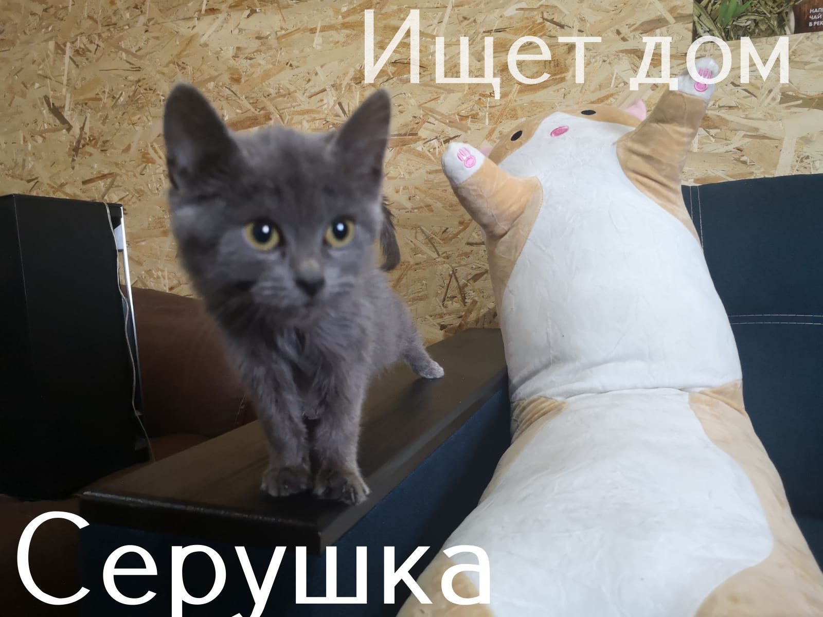 Life at the Kotoland Home Shelter 308 - My, cat, Shelter, Lipetsk, Shelter Cotoland, Kindness, Help, Longpost, In good hands