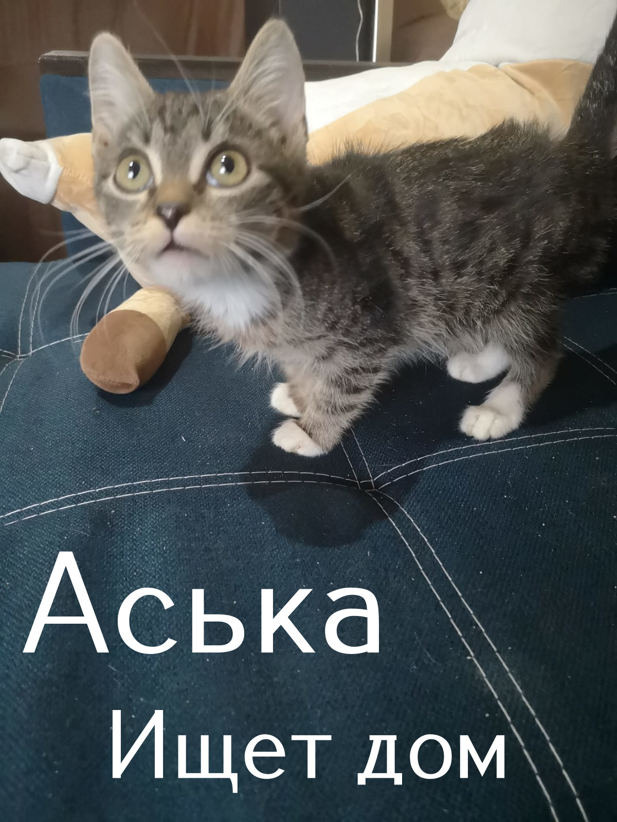 Life at the Kotoland Home Shelter 308 - My, cat, Shelter, Lipetsk, Shelter Cotoland, Kindness, Help, Longpost, In good hands