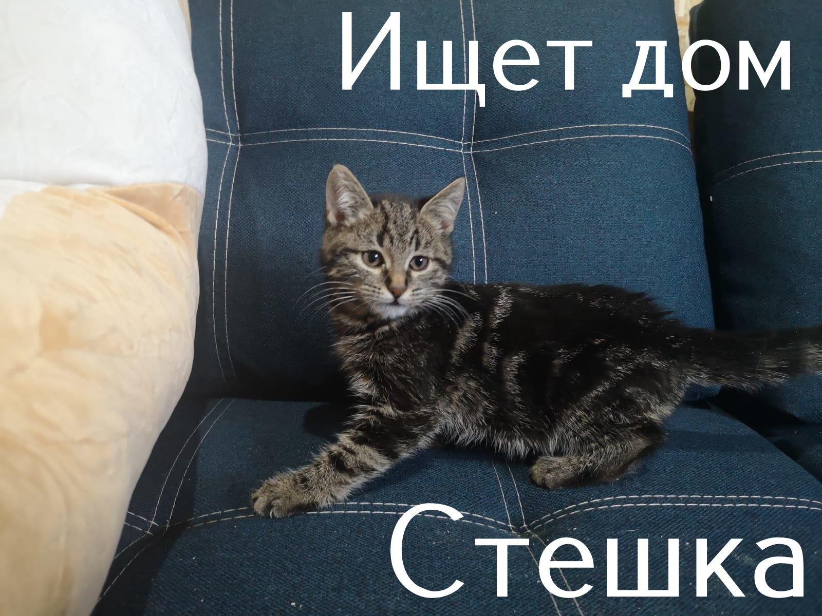 Life at the Kotoland Home Shelter 308 - My, cat, Shelter, Lipetsk, Shelter Cotoland, Kindness, Help, Longpost, In good hands