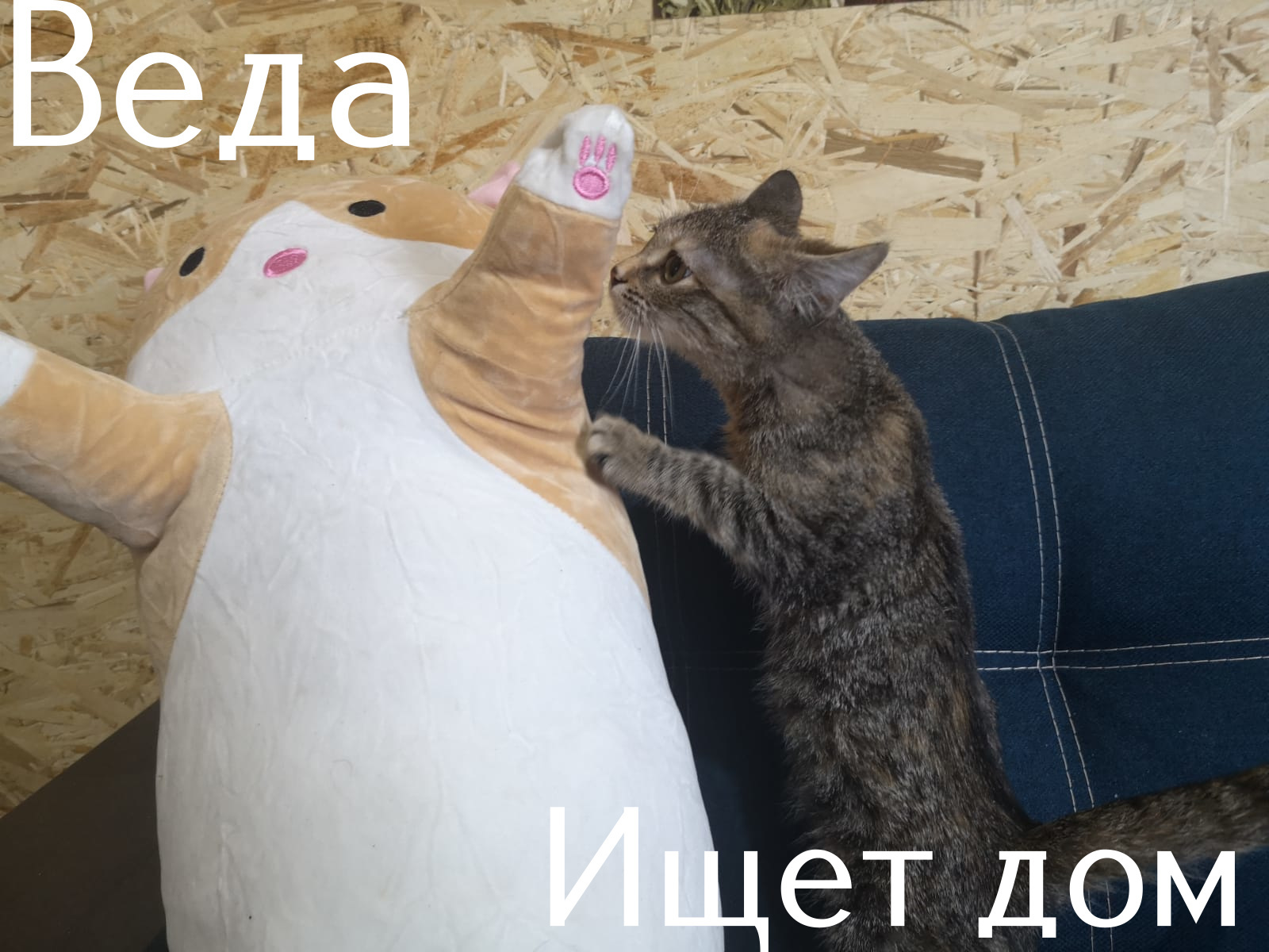 Life at the Kotoland Home Shelter 308 - My, cat, Shelter, Lipetsk, Shelter Cotoland, Kindness, Help, Longpost, In good hands