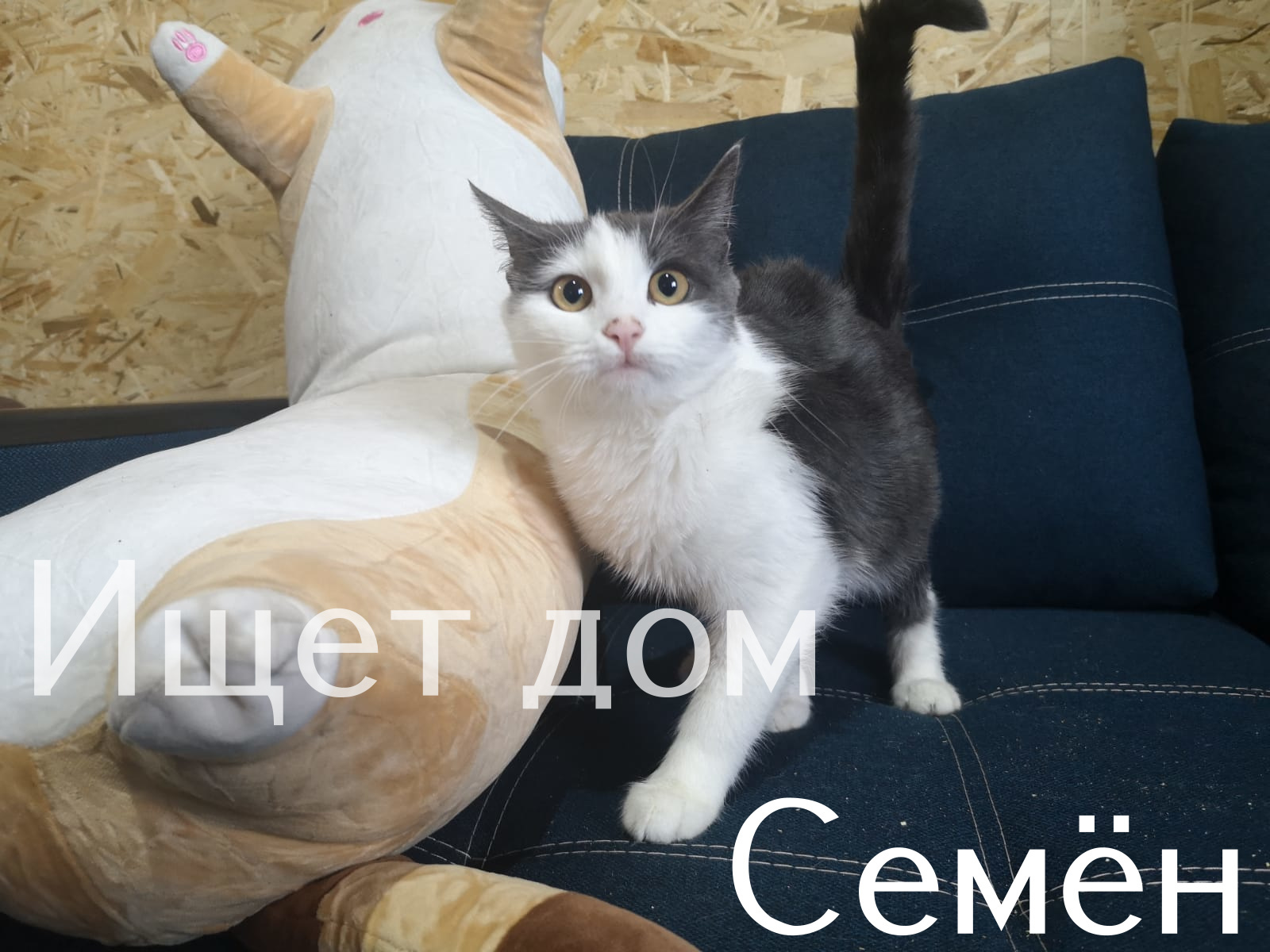 Life at the Kotoland Home Shelter 308 - My, cat, Shelter, Lipetsk, Shelter Cotoland, Kindness, Help, Longpost, In good hands