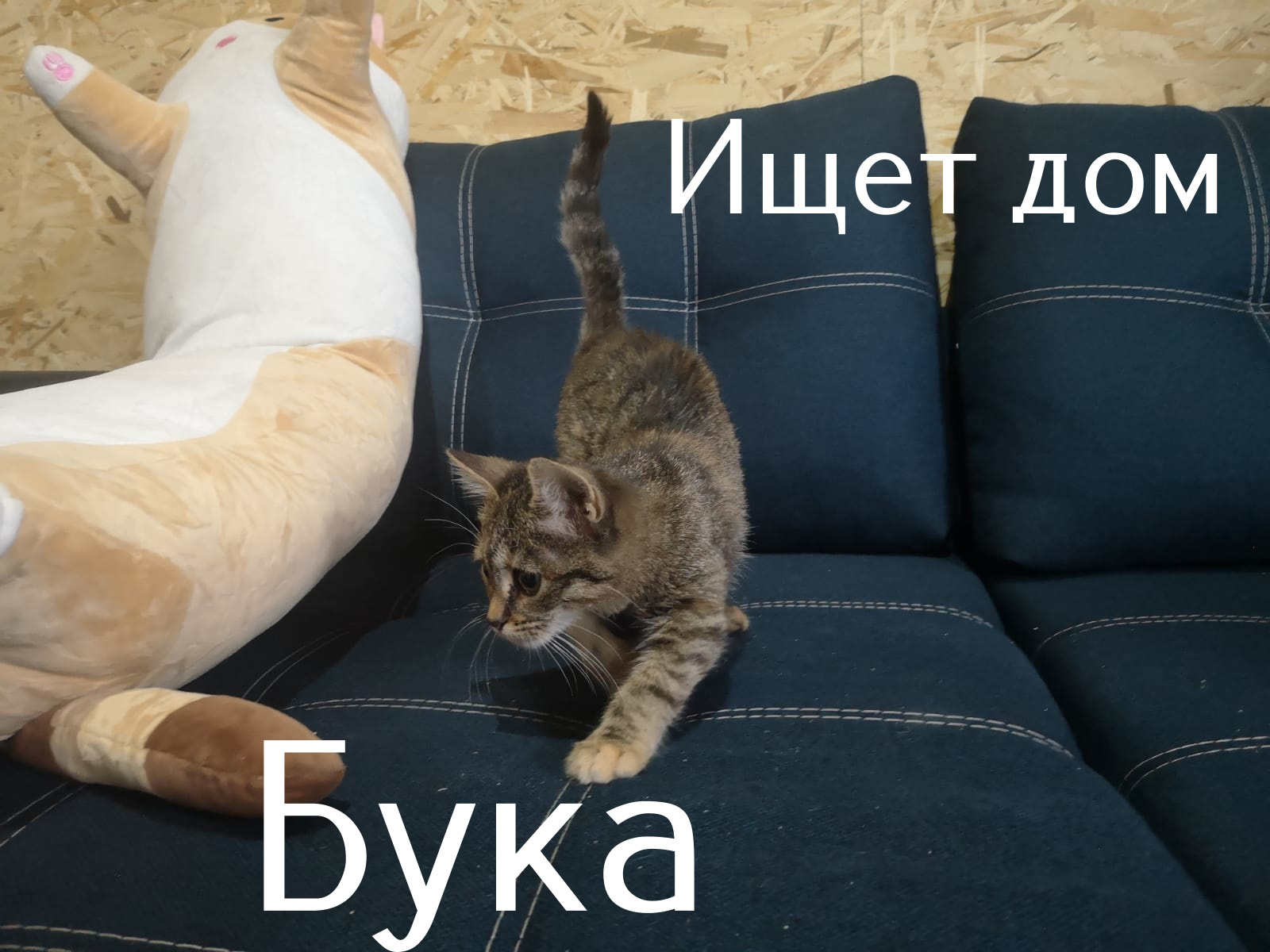 Life at the Kotoland Home Shelter 308 - My, cat, Shelter, Lipetsk, Shelter Cotoland, Kindness, Help, Longpost, In good hands