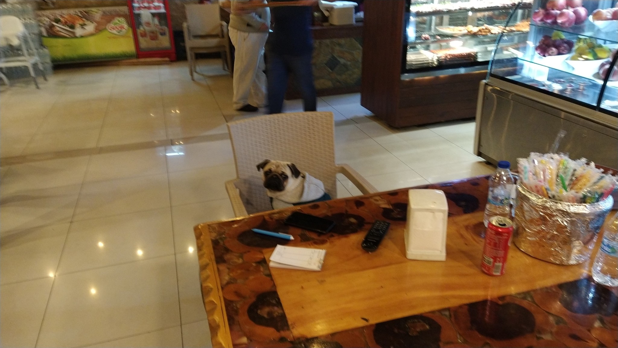 Business has been established, you can sit down - My, Pug, A restaurant, Humor, Strange humor, Dog