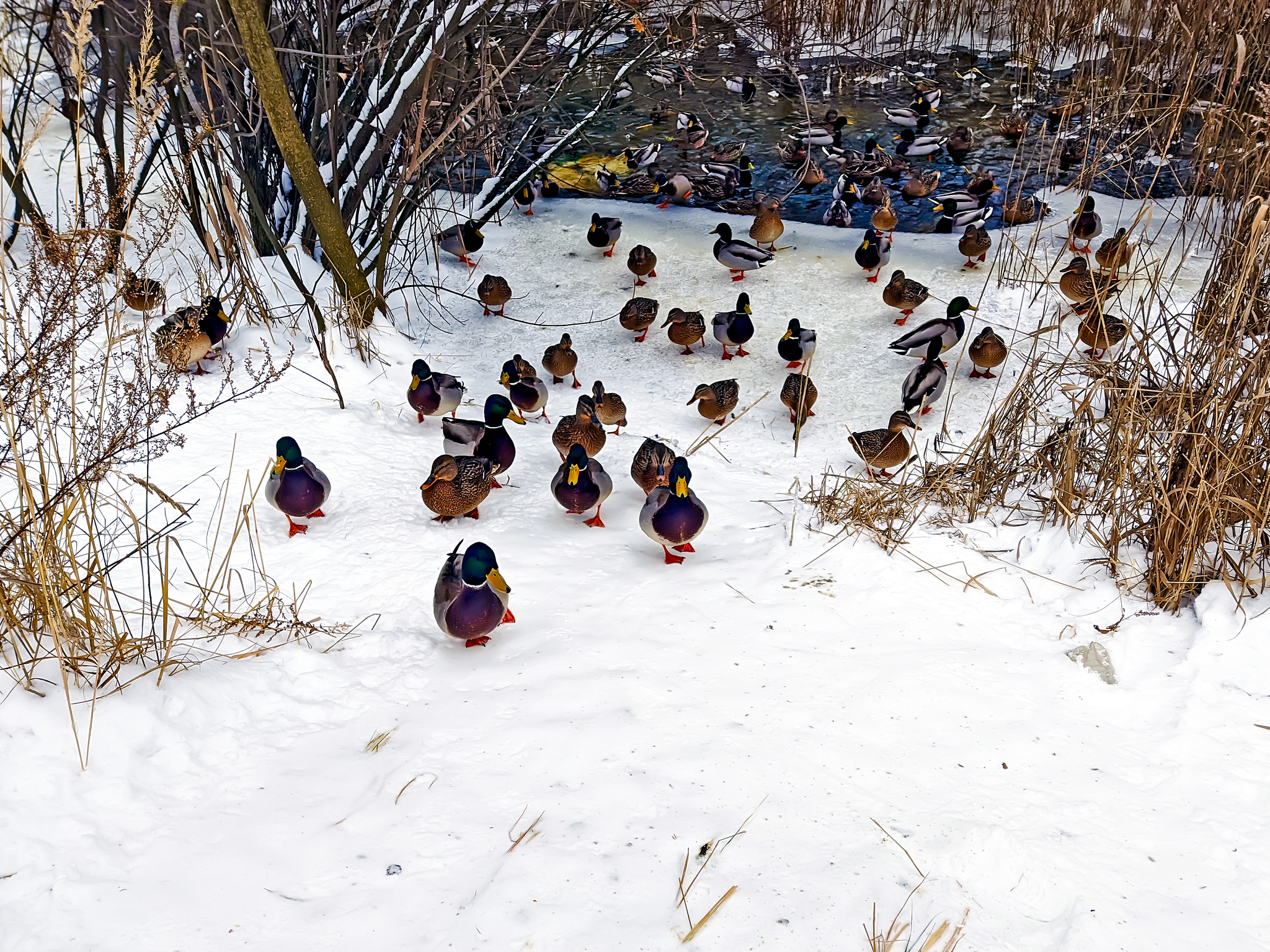 Ducks in the park - My, The park, Duck, Feeding, Nutrition, Longpost, Sormovsky Park