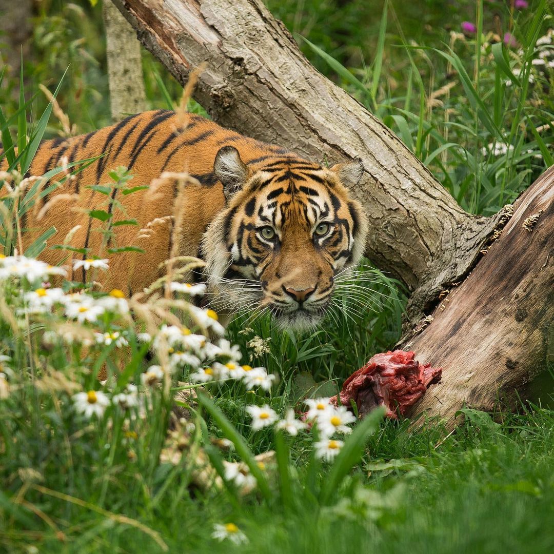 Sumatran tiger - Tiger, Big cats, Cat family, Predatory animals, Wild animals, Zoo, Edinburgh, Scotland, Endemic, Rare view, Redheads, Video, Longpost