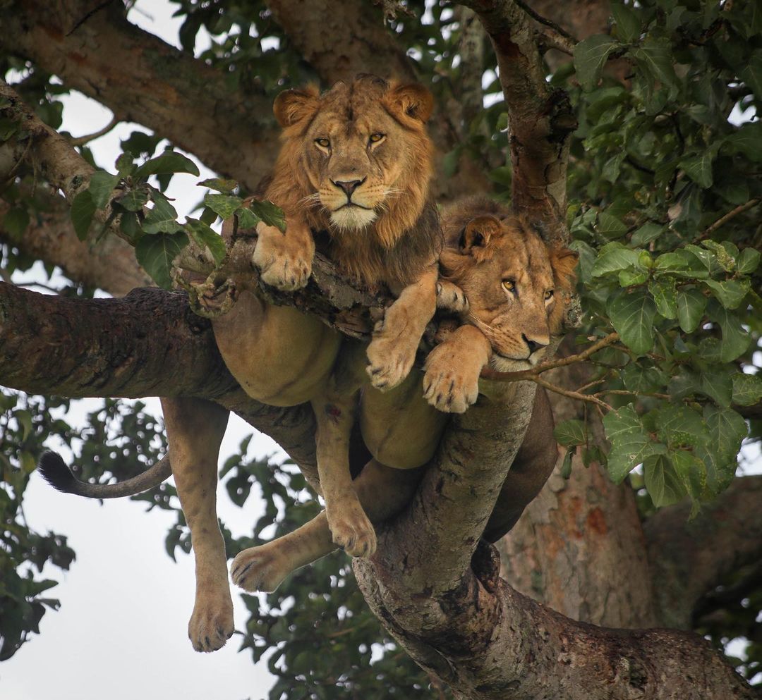 Лев на дереве
