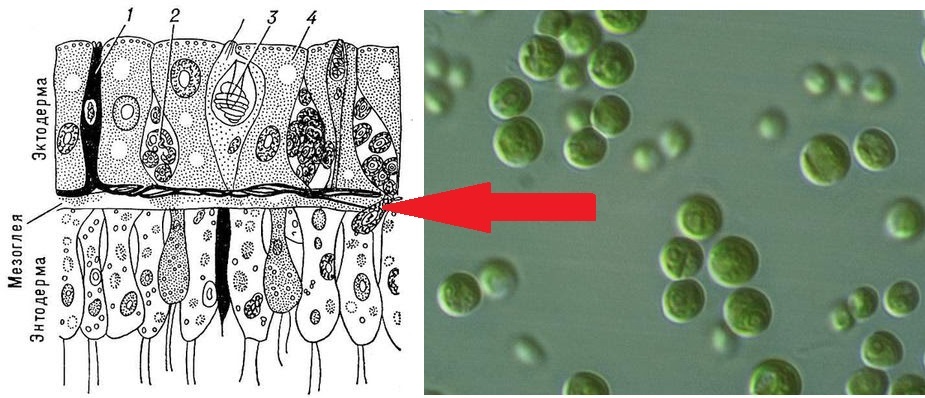 gloeocapsa labeled