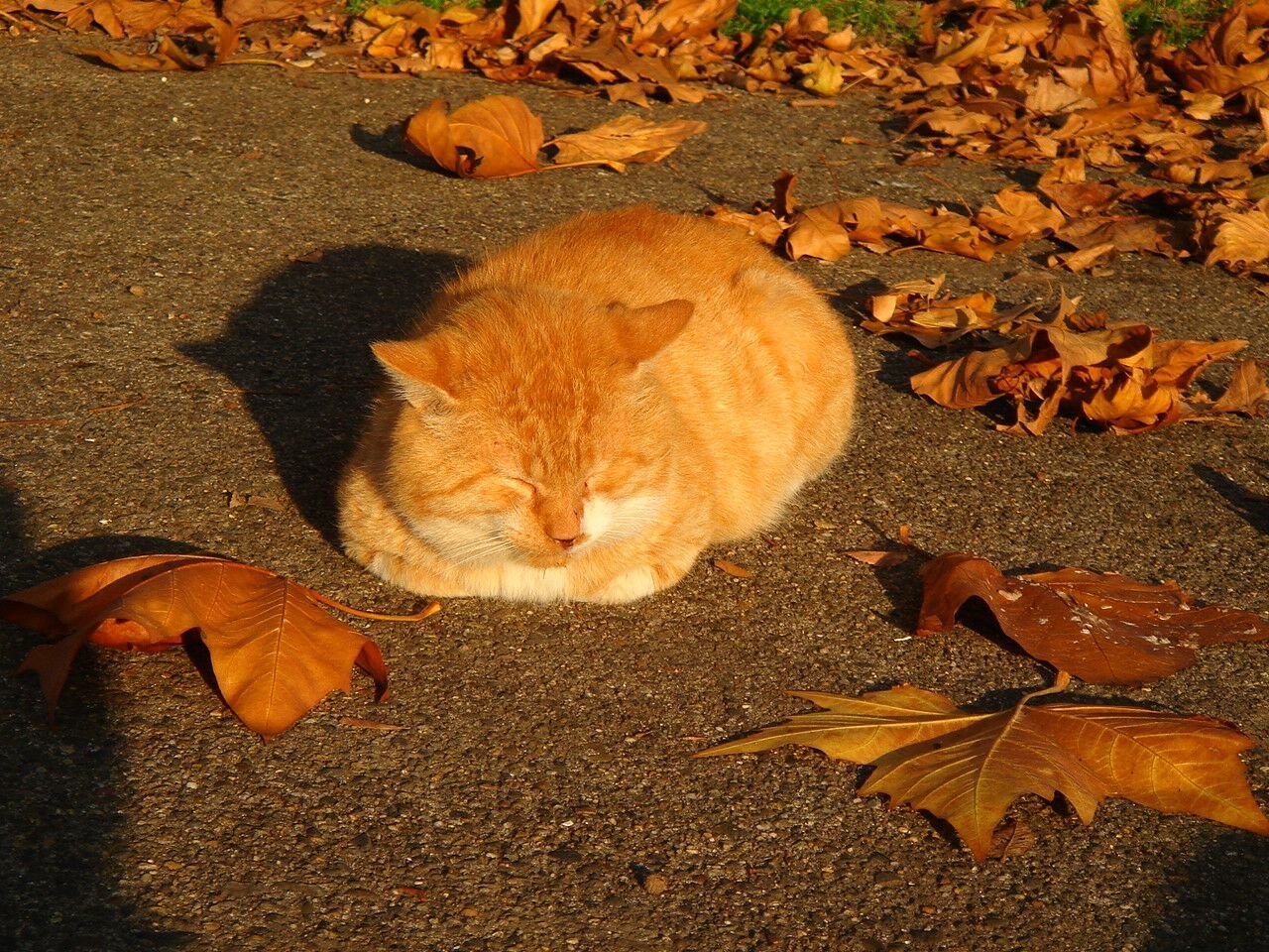 Толстый кот осень