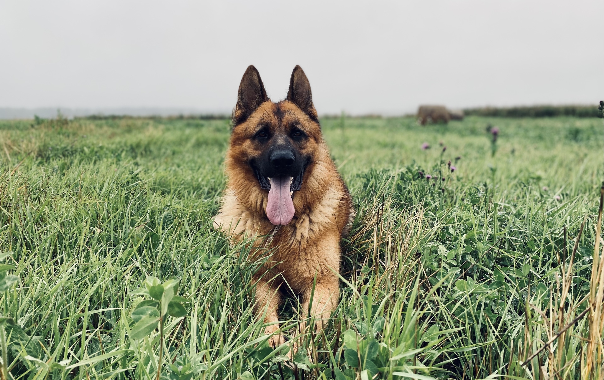 Good boy - Dog, German Shepherd, friendship, The photo, Longpost