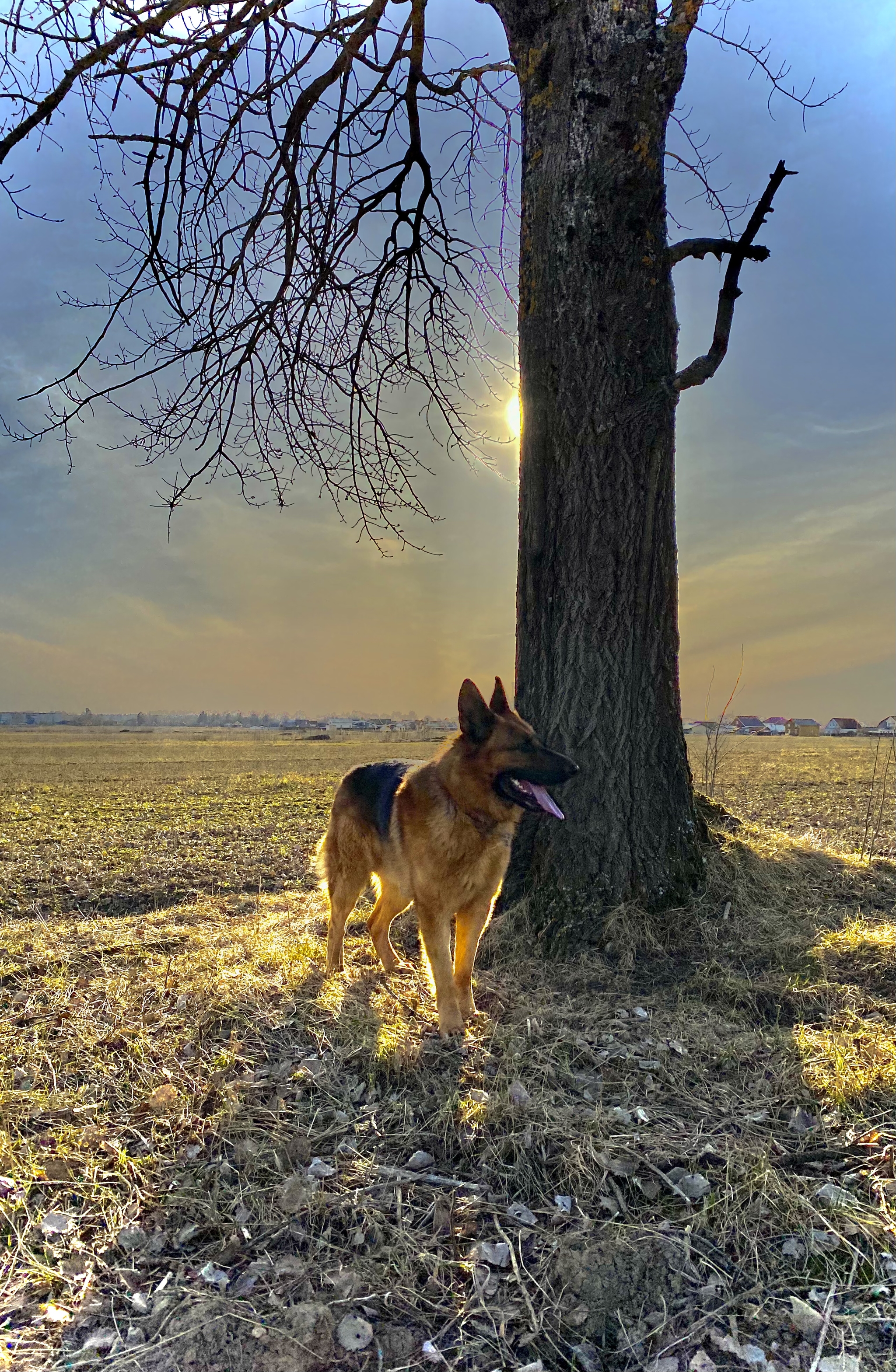 Good boy - Dog, German Shepherd, friendship, The photo, Longpost