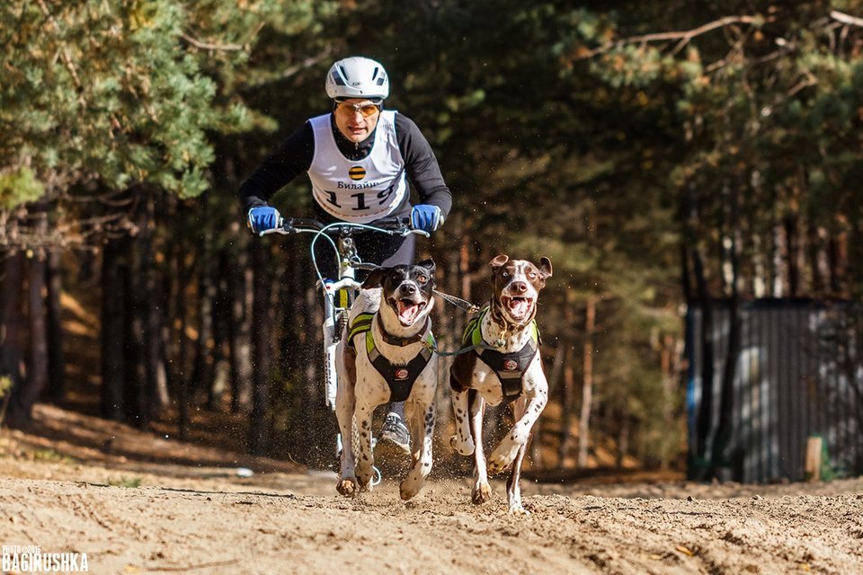 Riding sports are not horses! - My, Riding sports, Dog, Sport, Longpost