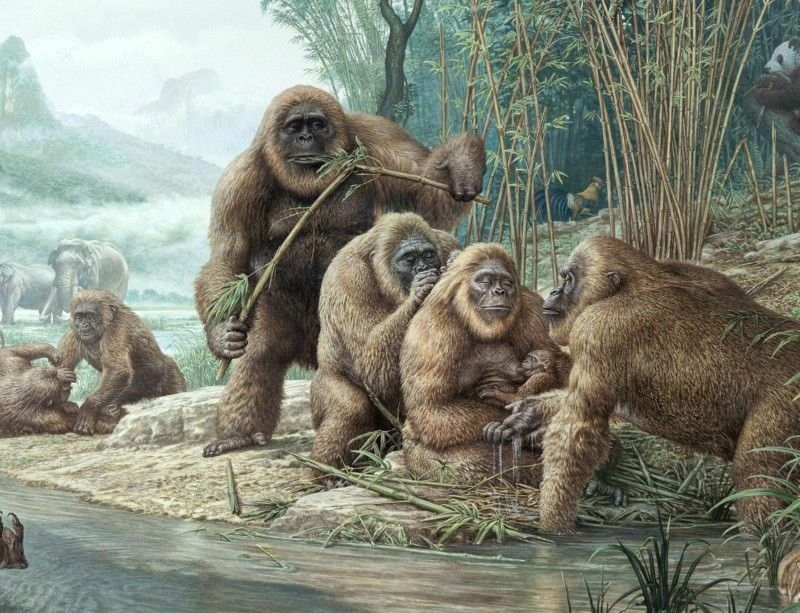 A post about a very large monkey - My, Paleontology, Gigantopitec, Cenozoic, Extinct species, Fossil, Monkey, Primates, Interesting, Informative, Longpost