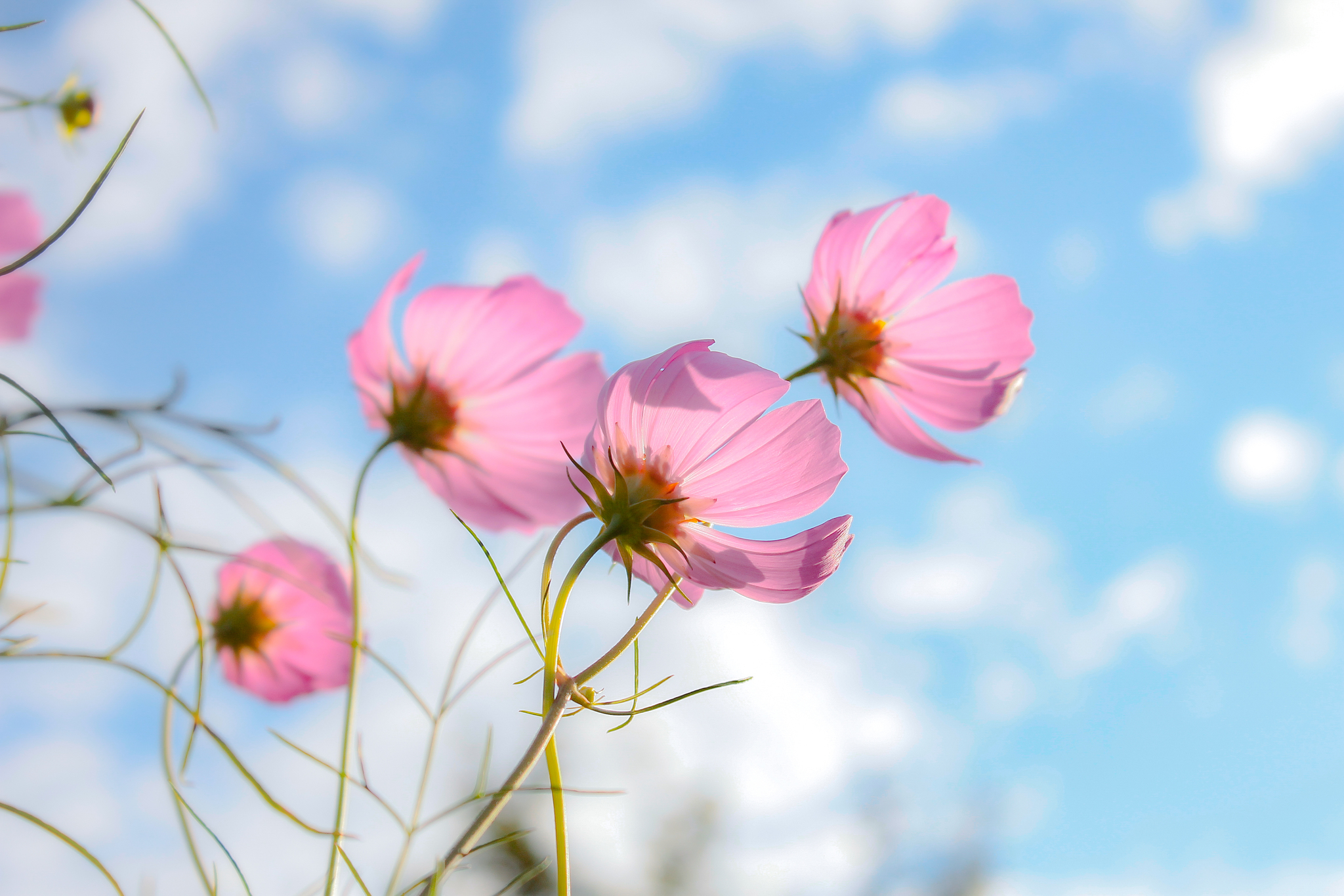 Beauty in simplicity - My, The photo, Flowers, Nature