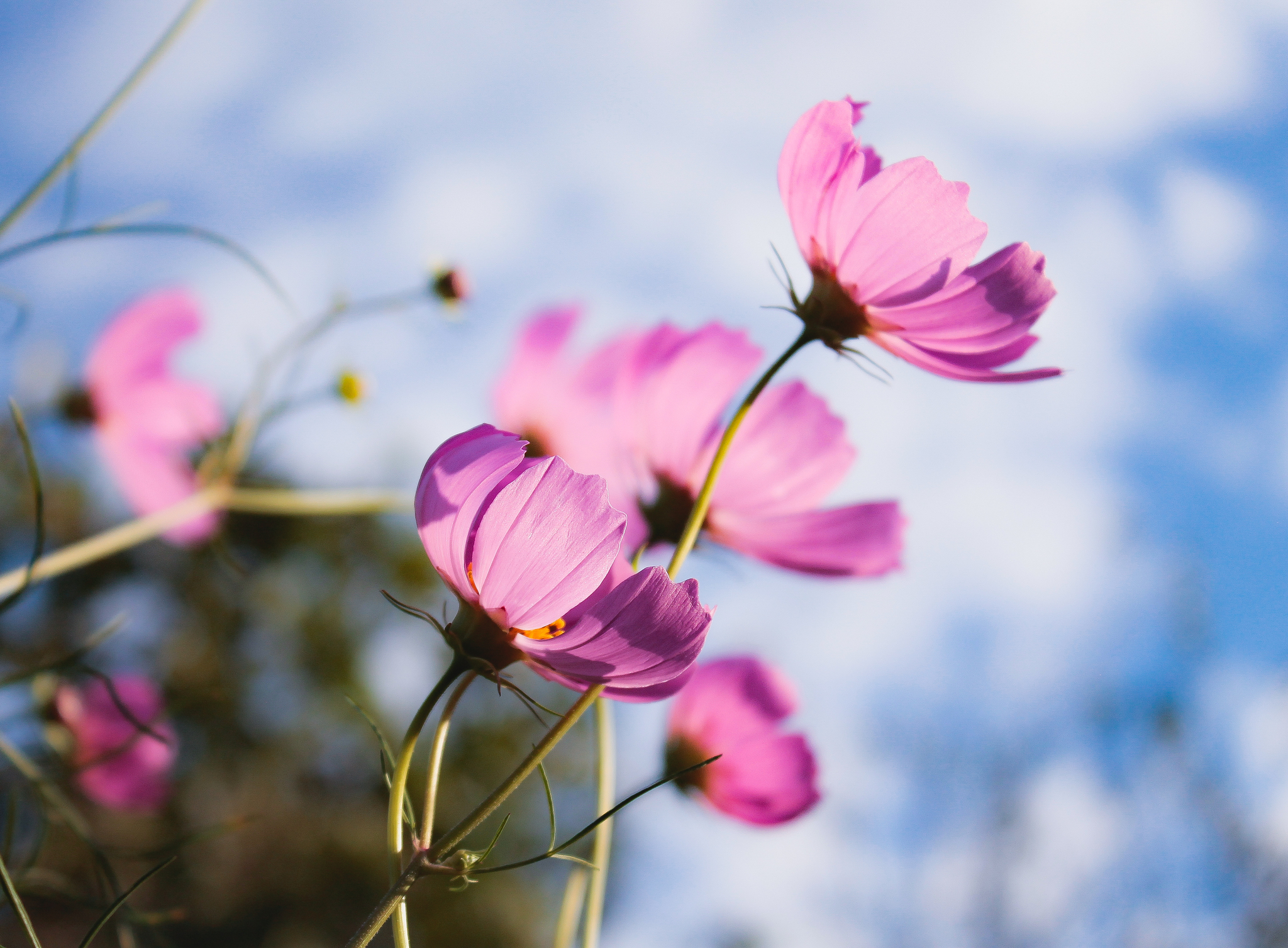 Beauty in simplicity - My, The photo, Flowers, Nature