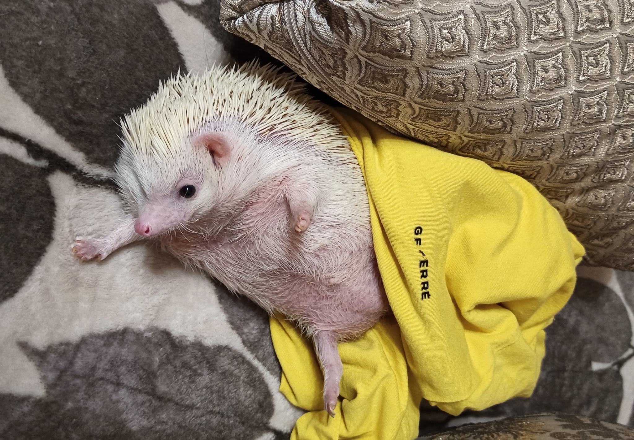 How do I get up - My, Hedgehog, African pygmy hedgehog, Albino, Morning