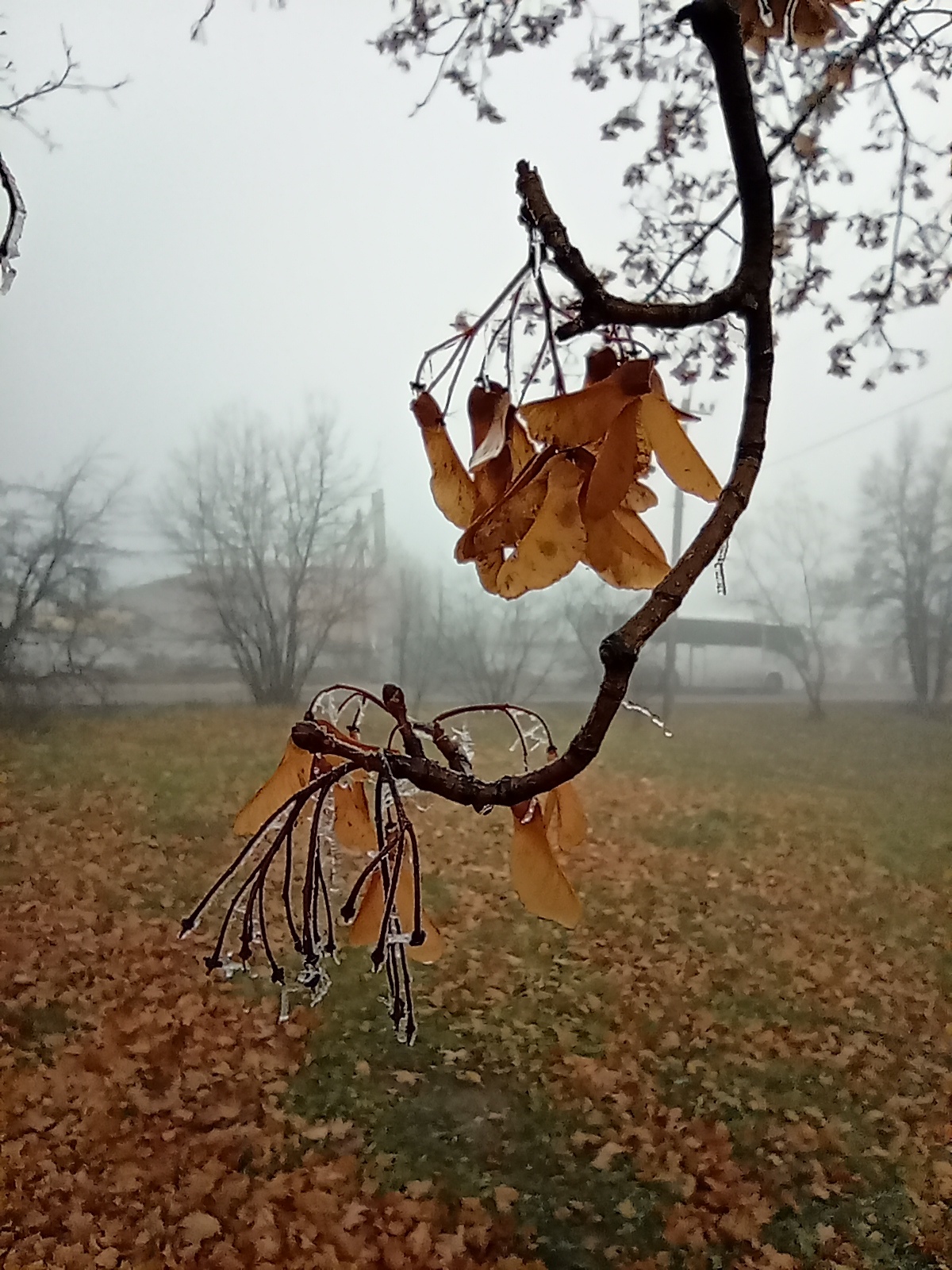 First frost... - My, Mobile photography, Nature, Ice, Frost, Moscow region, Longpost