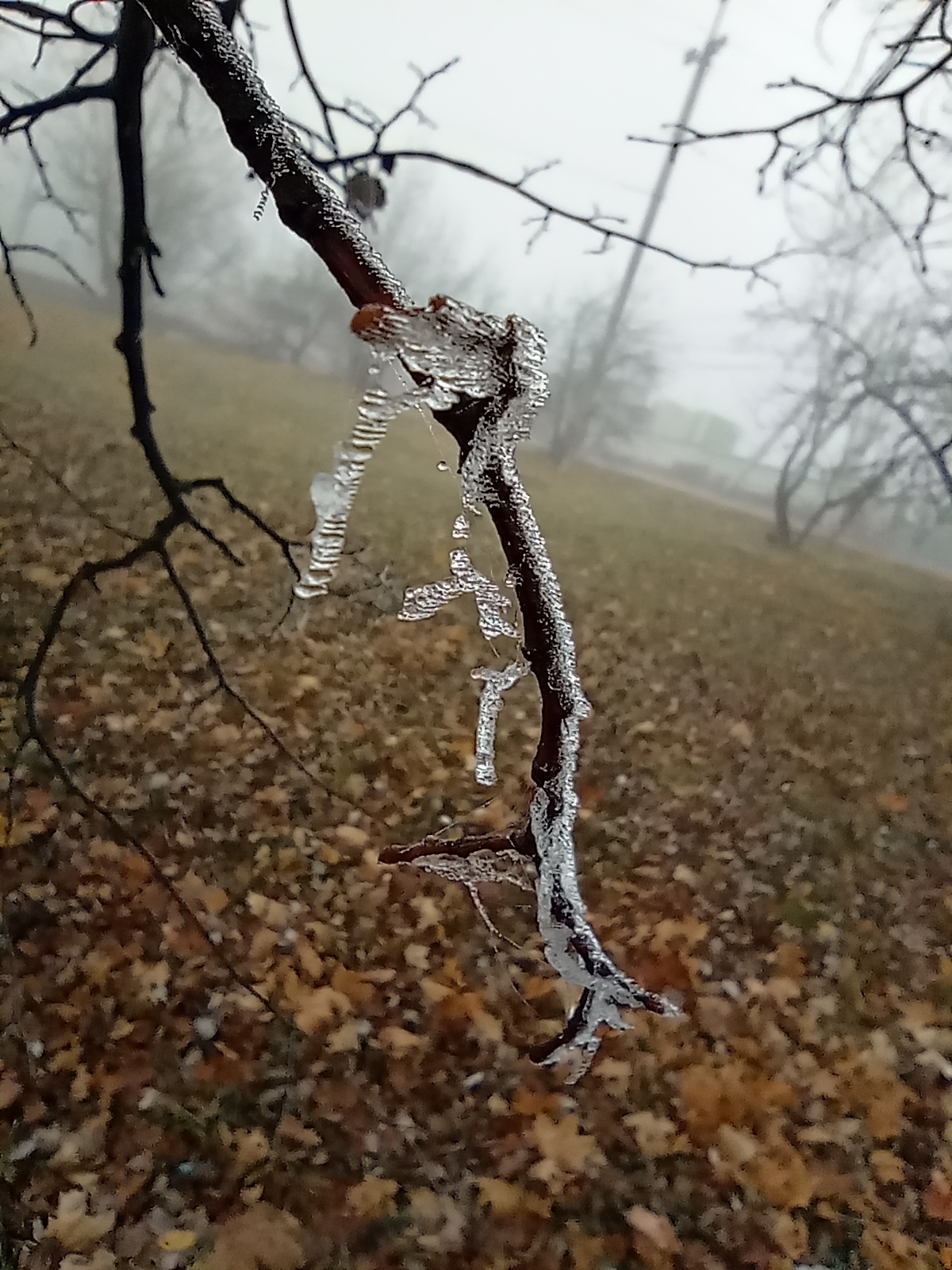 First frost... - My, Mobile photography, Nature, Ice, Frost, Moscow region, Longpost