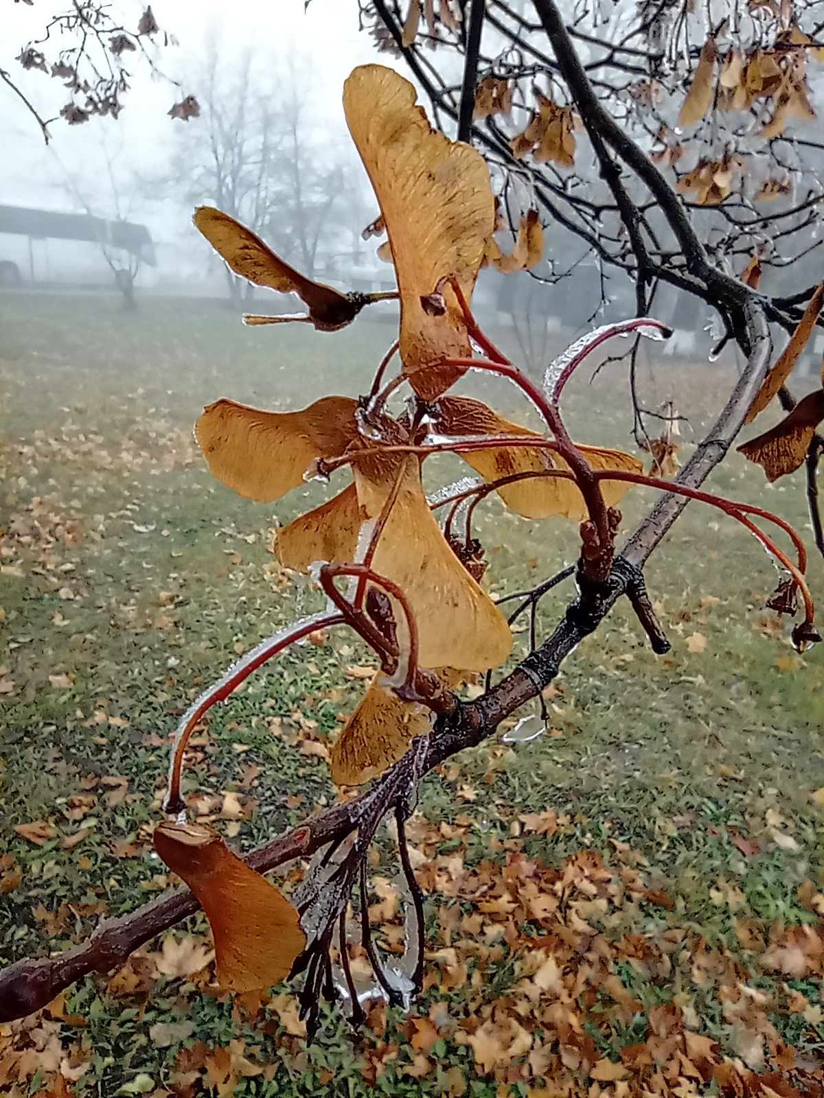 First frost... - My, Mobile photography, Nature, Ice, Frost, Moscow region, Longpost