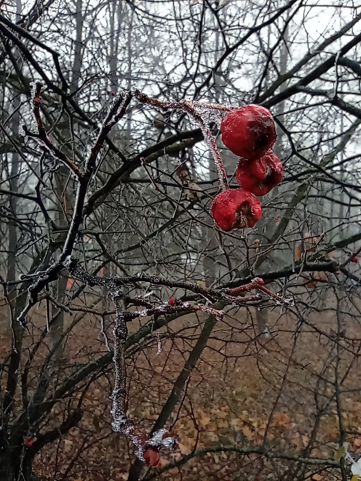 First frost... - My, Mobile photography, Nature, Ice, Frost, Moscow region, Longpost