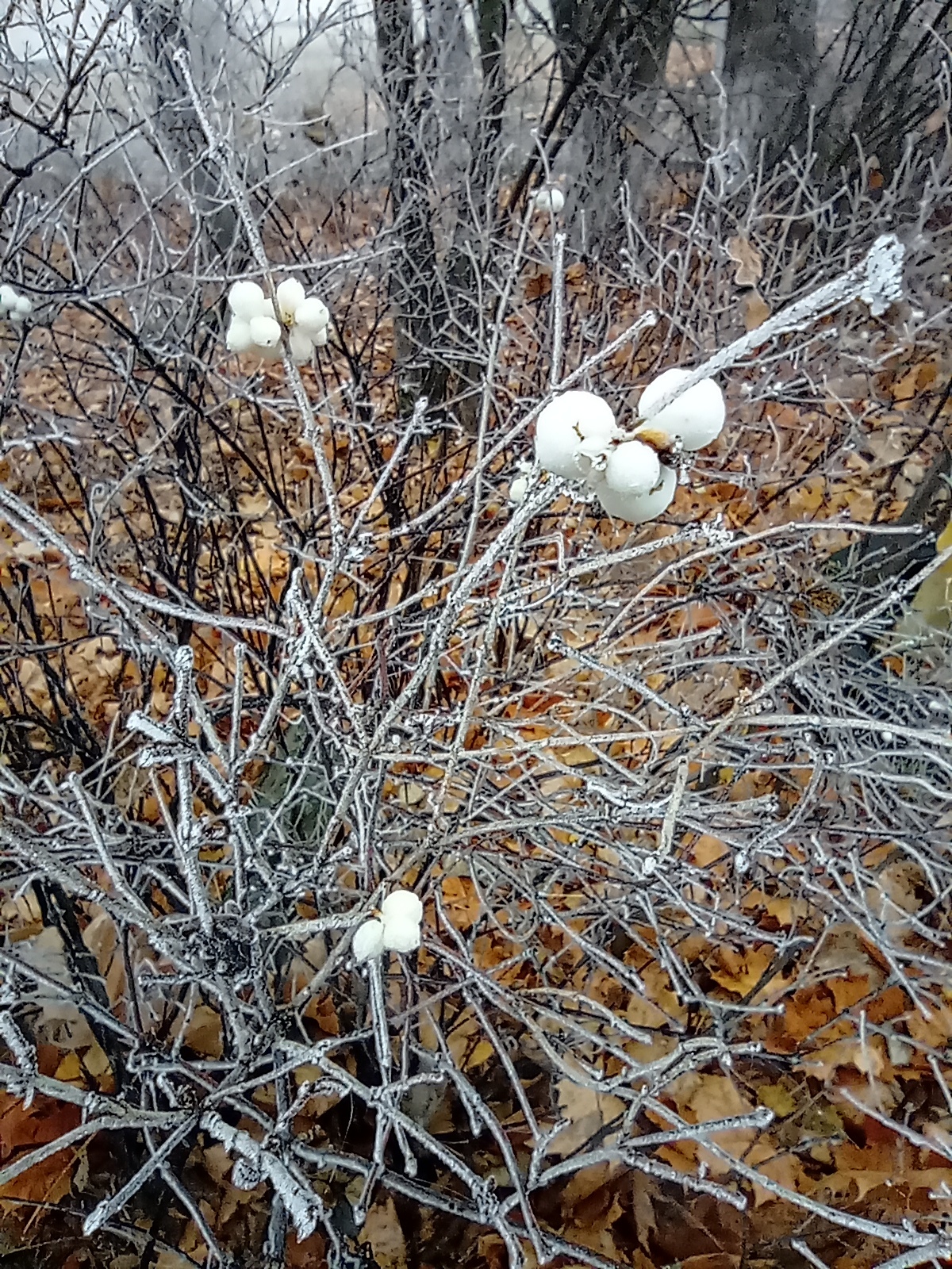 First frost... - My, Mobile photography, Nature, Ice, Frost, Moscow region, Longpost