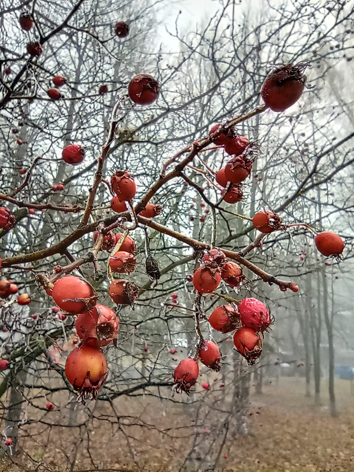 First frost... - My, Mobile photography, Nature, Ice, Frost, Moscow region, Longpost