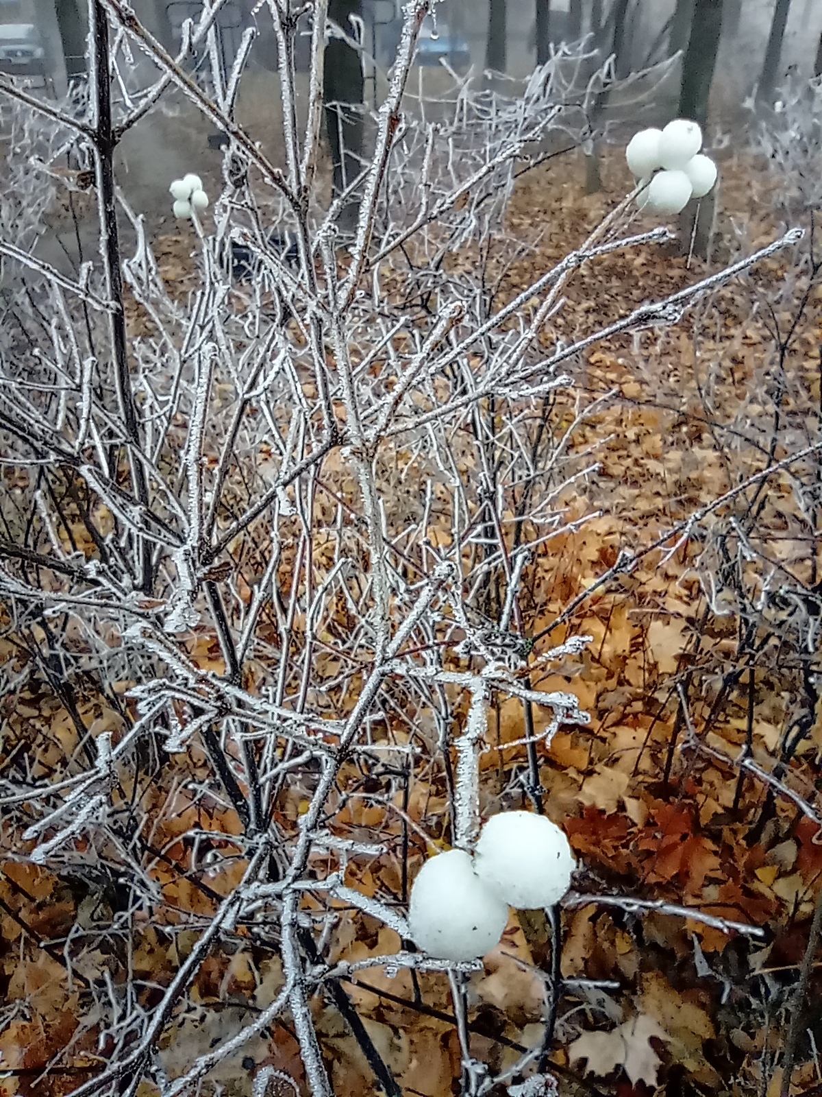 First frost... - My, Mobile photography, Nature, Ice, Frost, Moscow region, Longpost